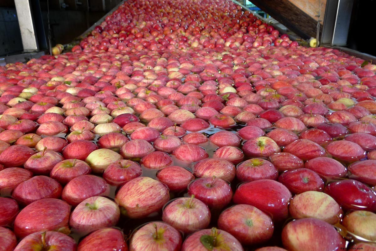 Maman, d où viennent les pommes ?