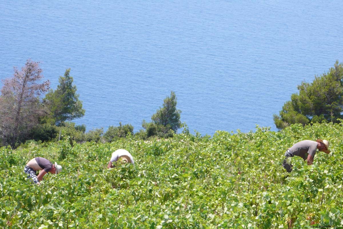 À la poursuite des vignes à travers la Dalmatie