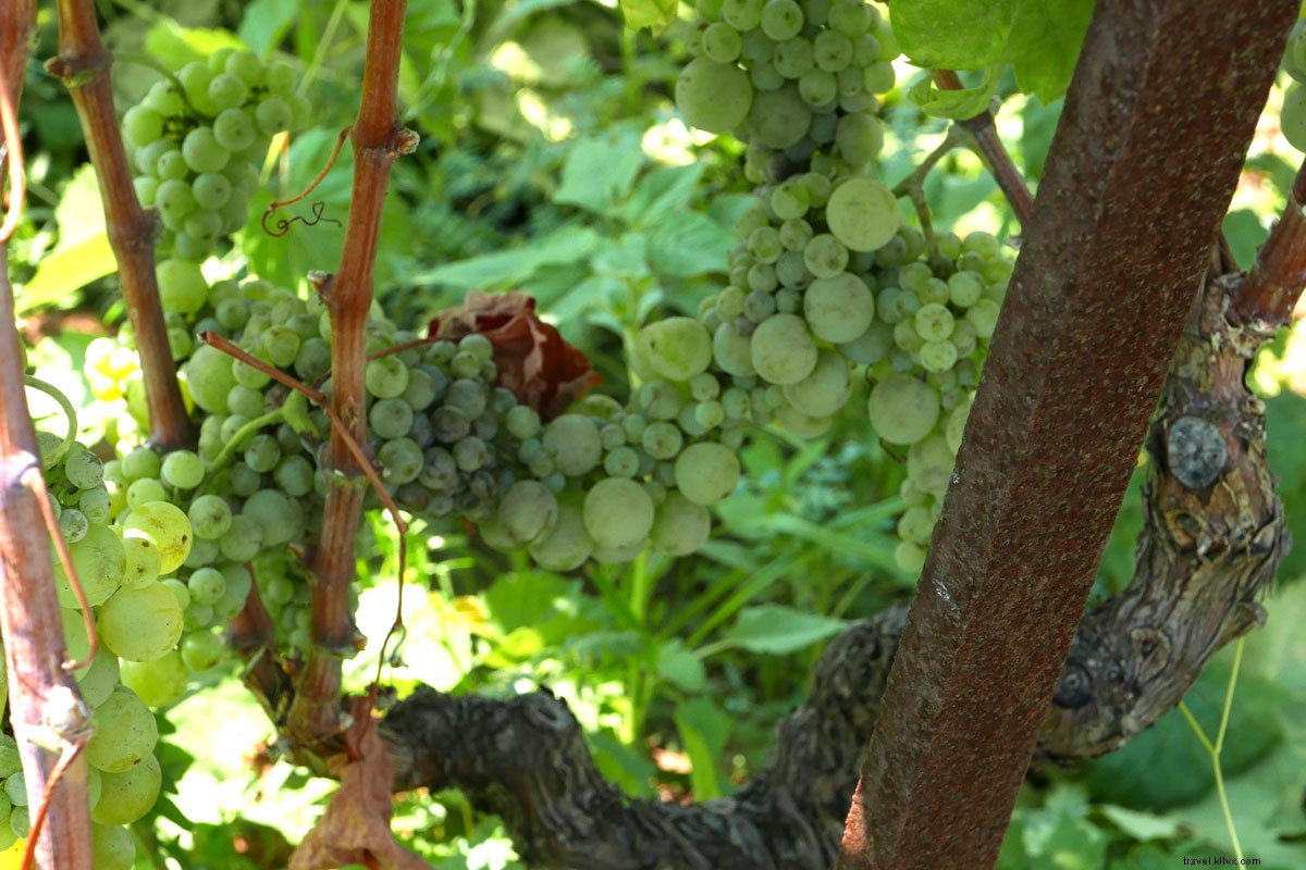 À la poursuite des vignes à travers la Dalmatie