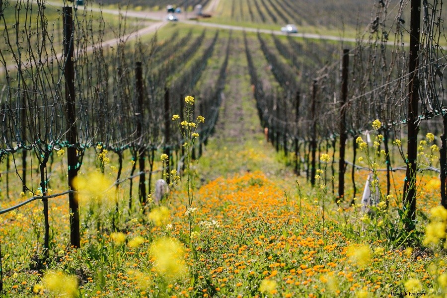 Visite guidée des vins de Napa et Sonoma
