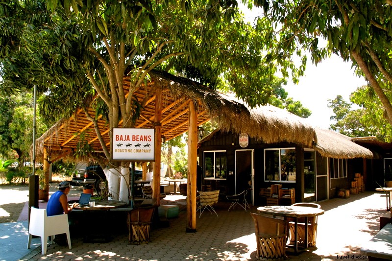 Le buzz à Baja