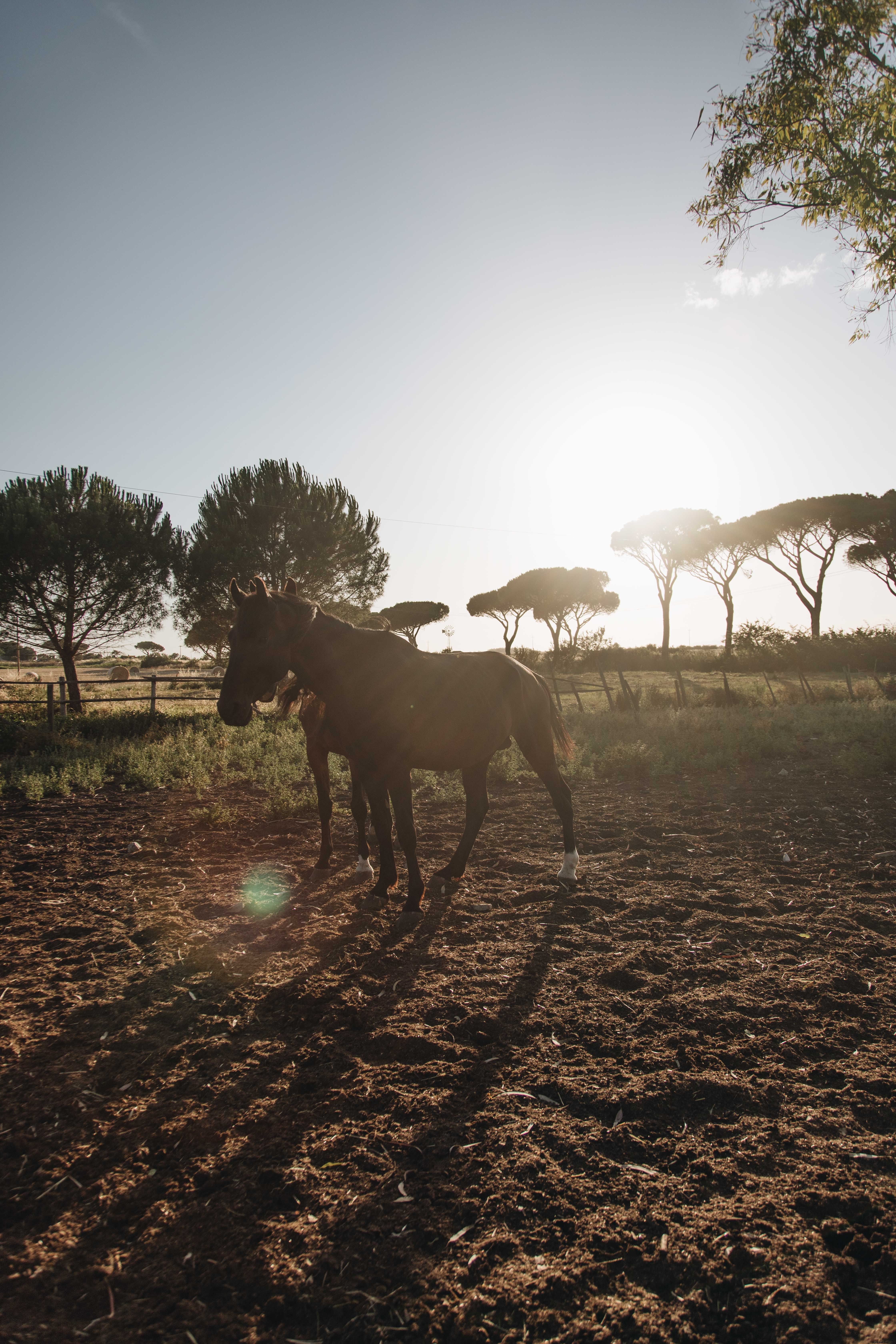 Photographie de chevaux tous sellés