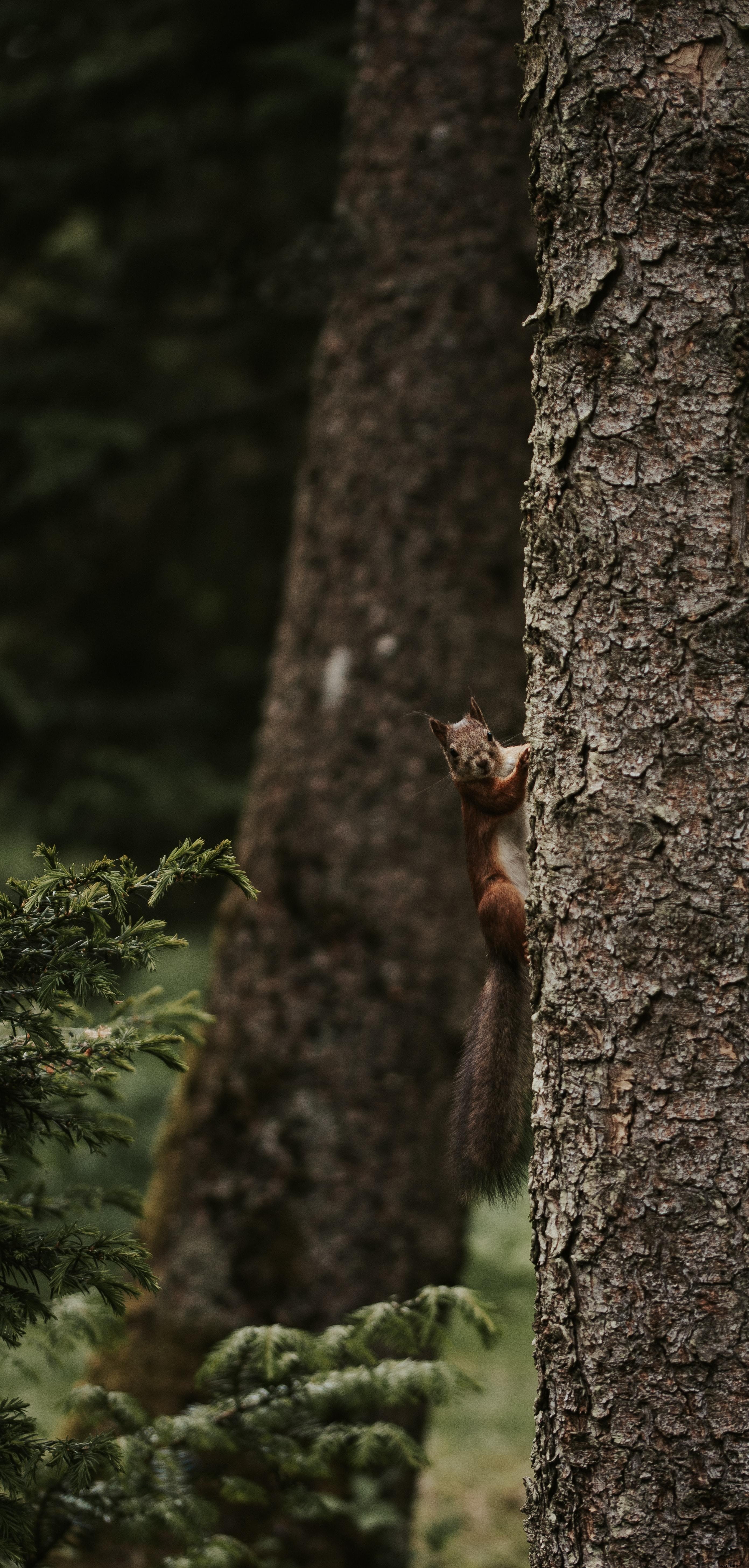 Localisé grâce à une photo d écureuil à proximité