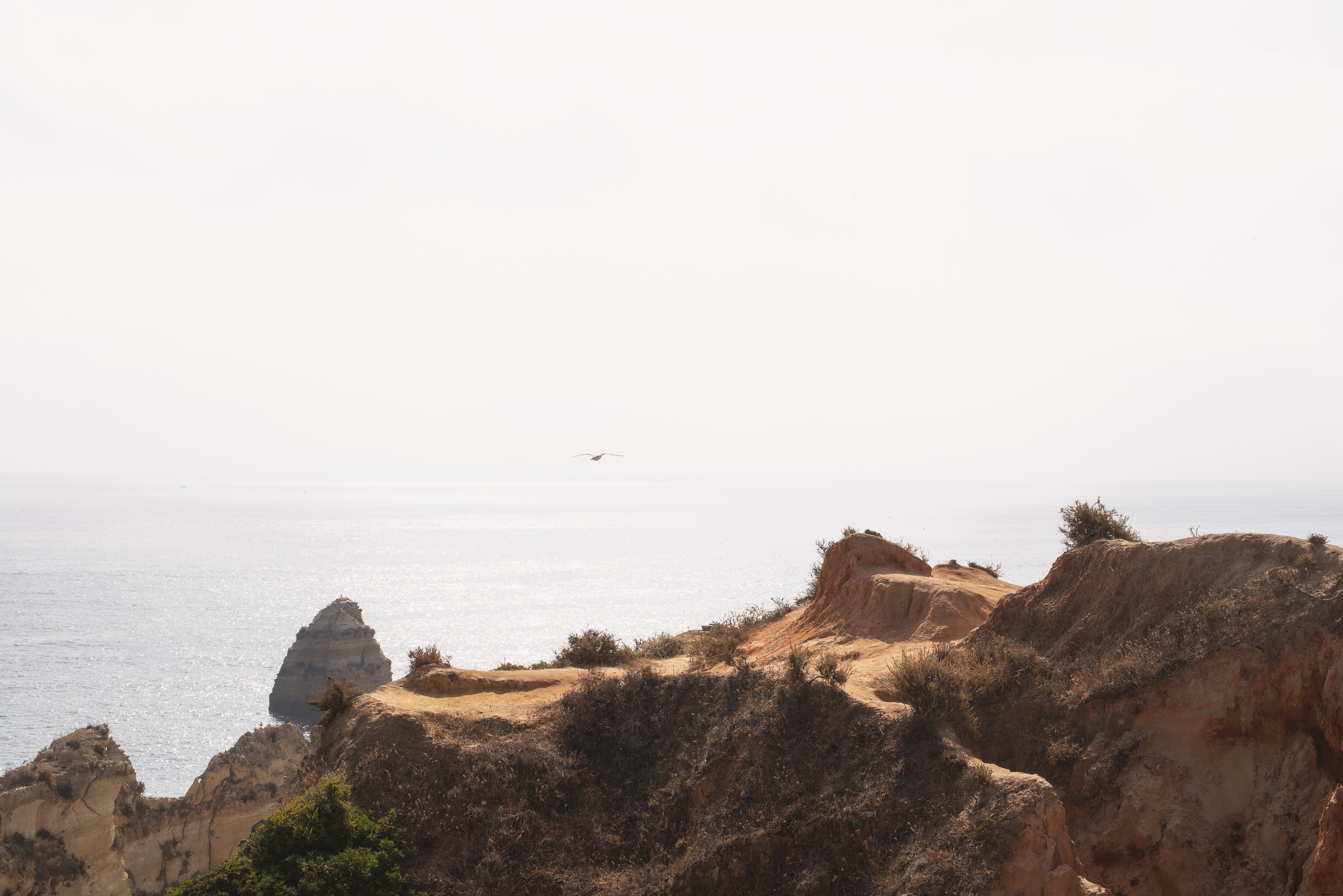 Une mouette se laisse glisser le long d’une falaise