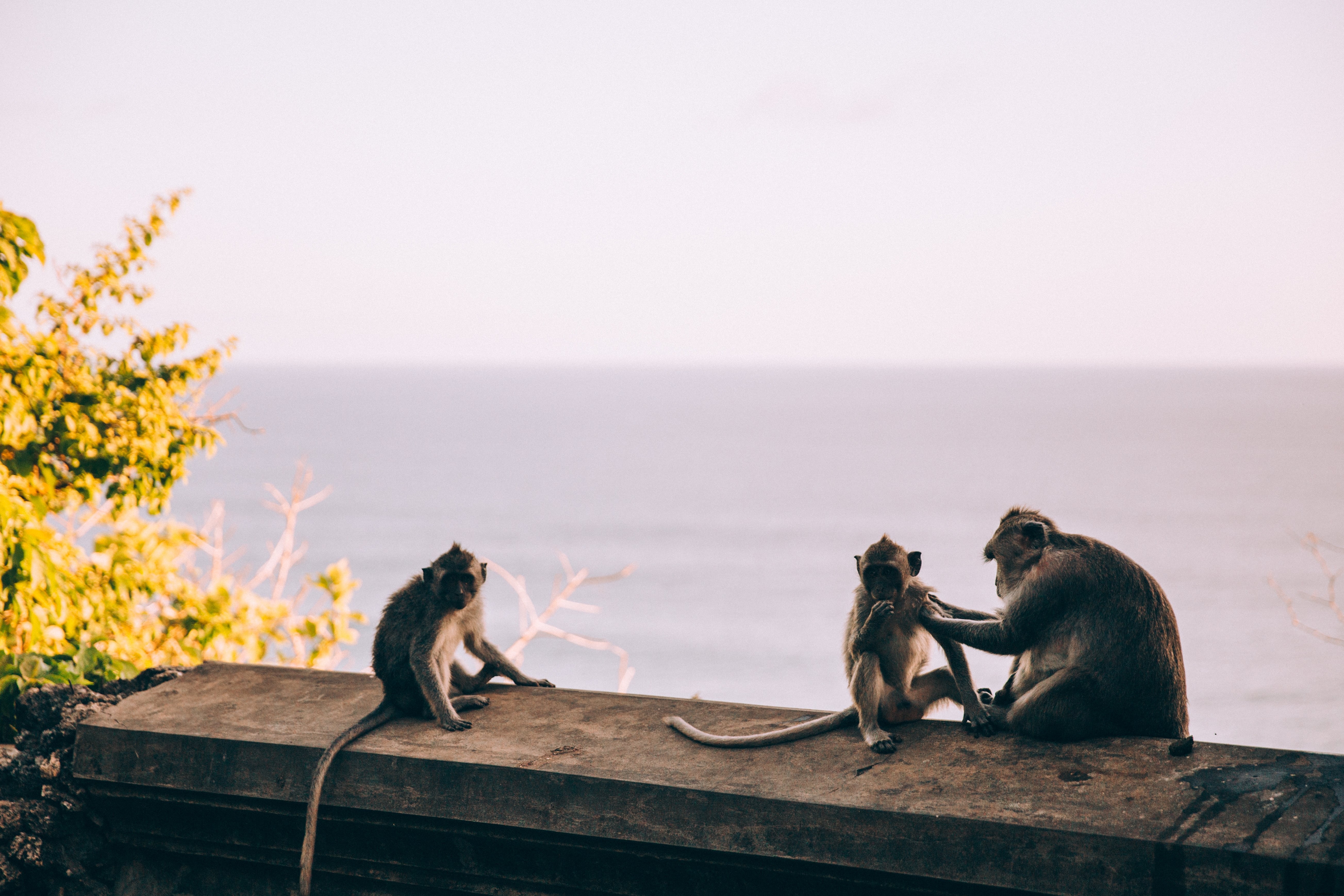 Un singe lèchant ses petits au coucher du soleil
