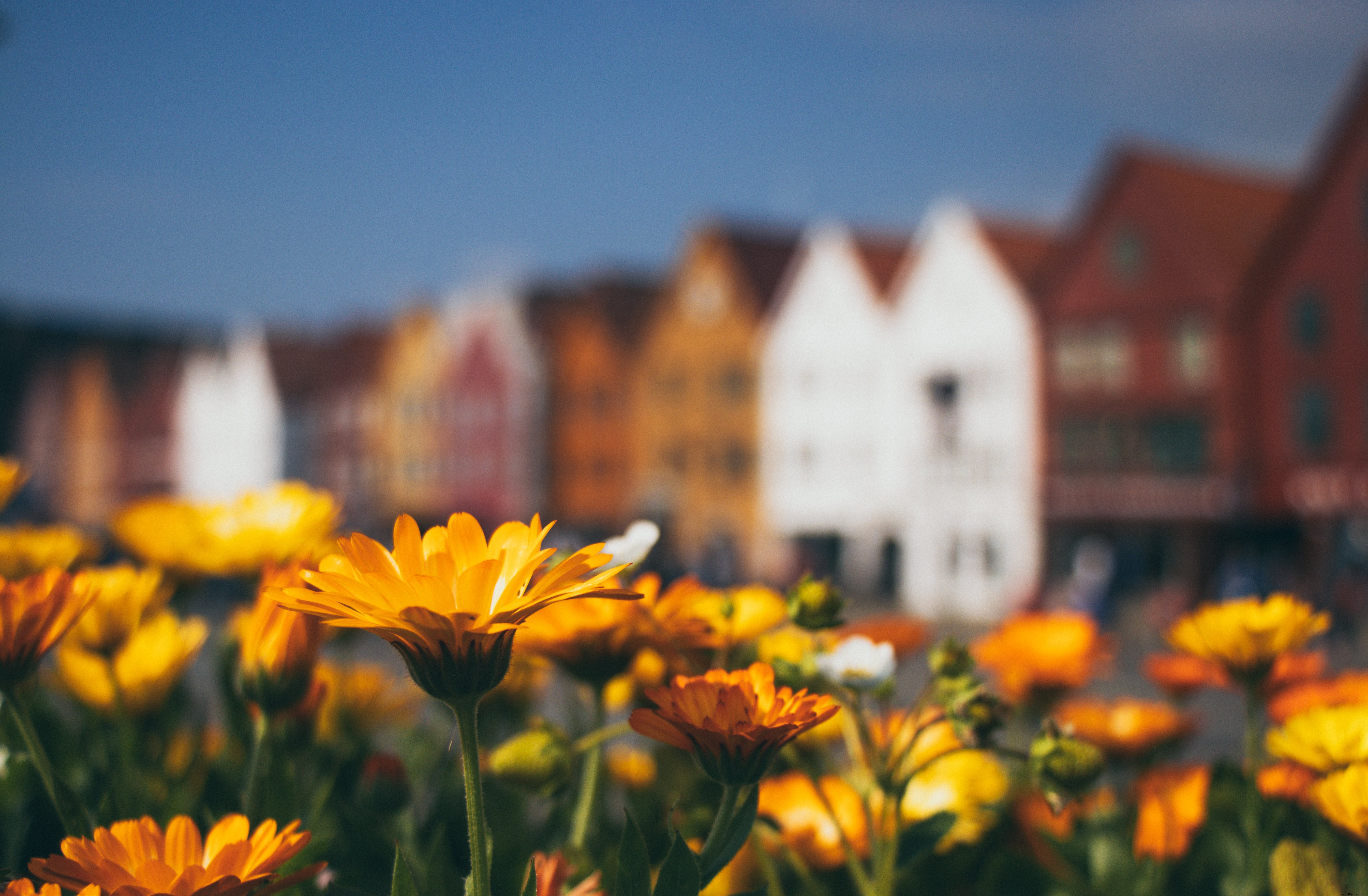 Champ de fleurs devant les bâtiments – Photo