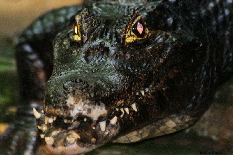 La réalité mord-elle ? Oui, si vous explorez la jungle du Pantanal au Brésil
