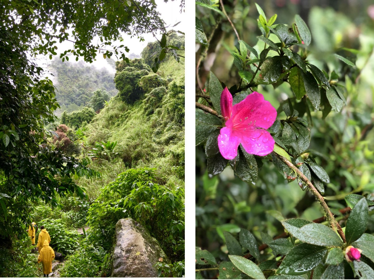 Comment vivre un buzz dans la jungle jamaïcaine