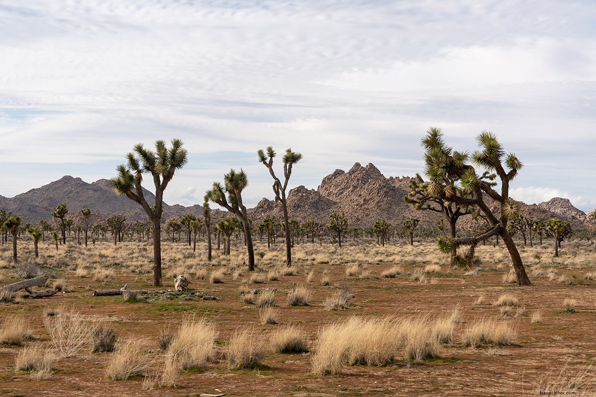 De retour de Joshua Tree et Los Angeles