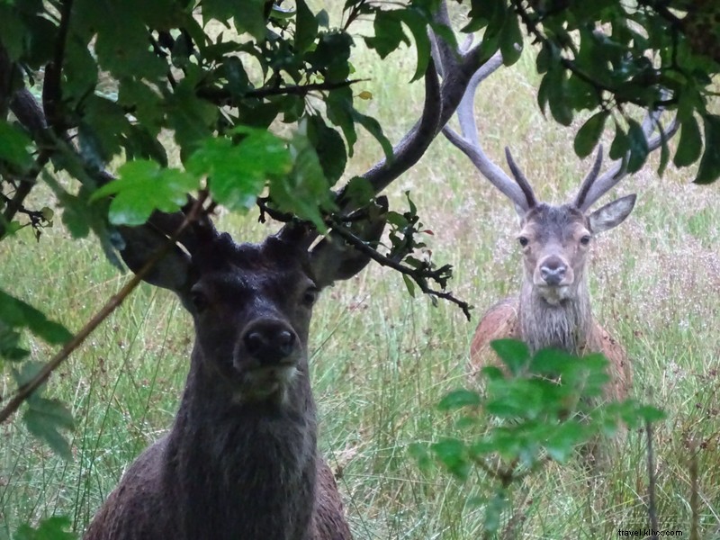 Cerfs