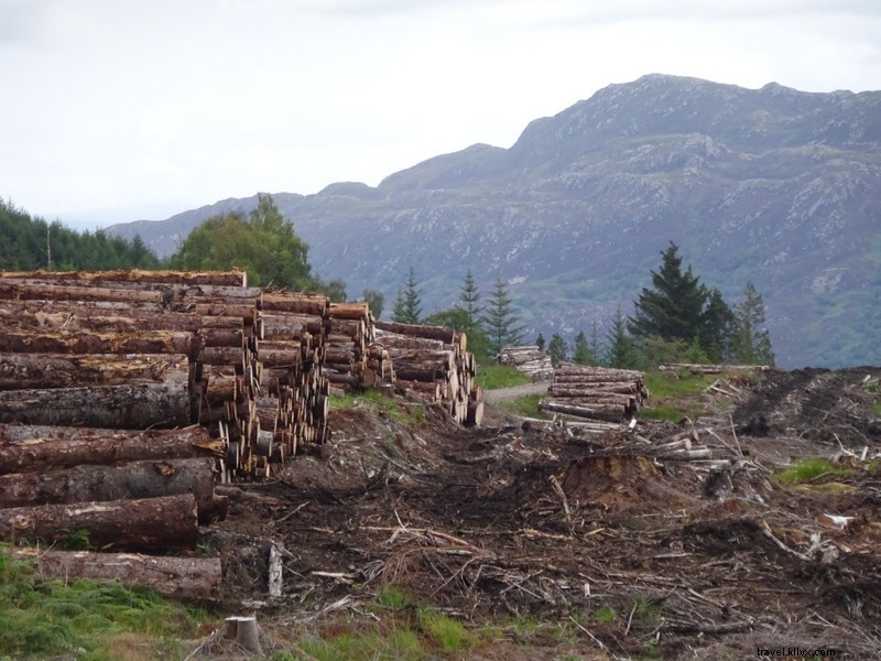 Forêt abattue