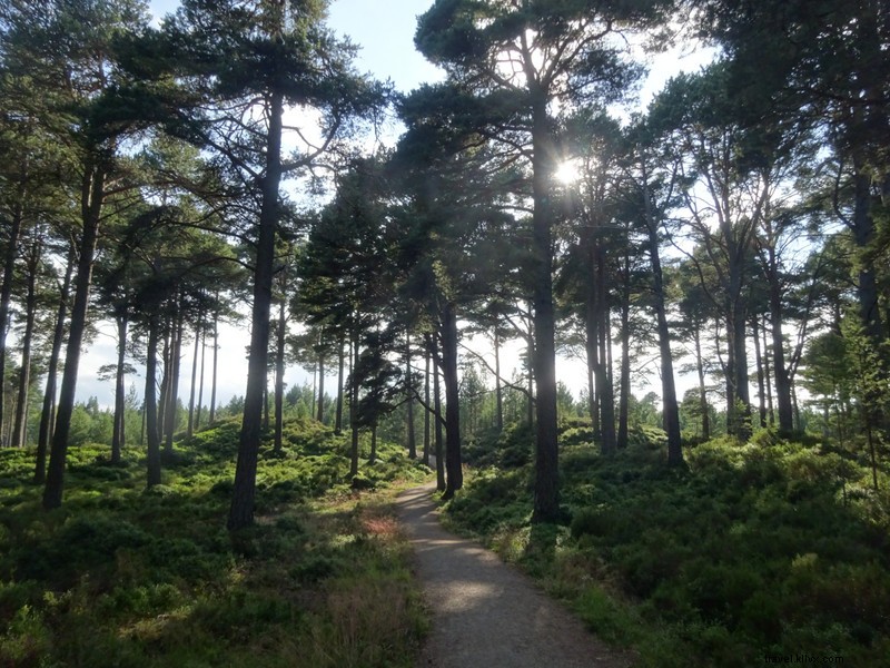 Bois de Glencharnoch