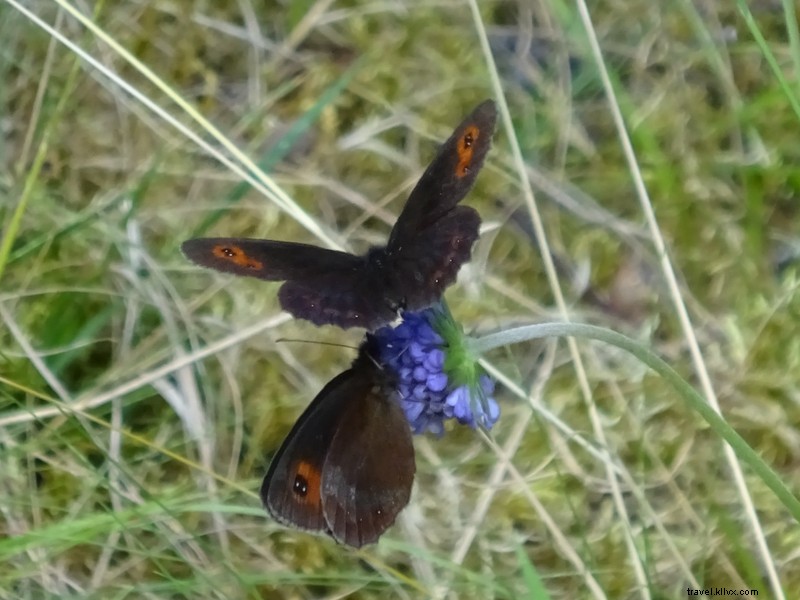 Papillons