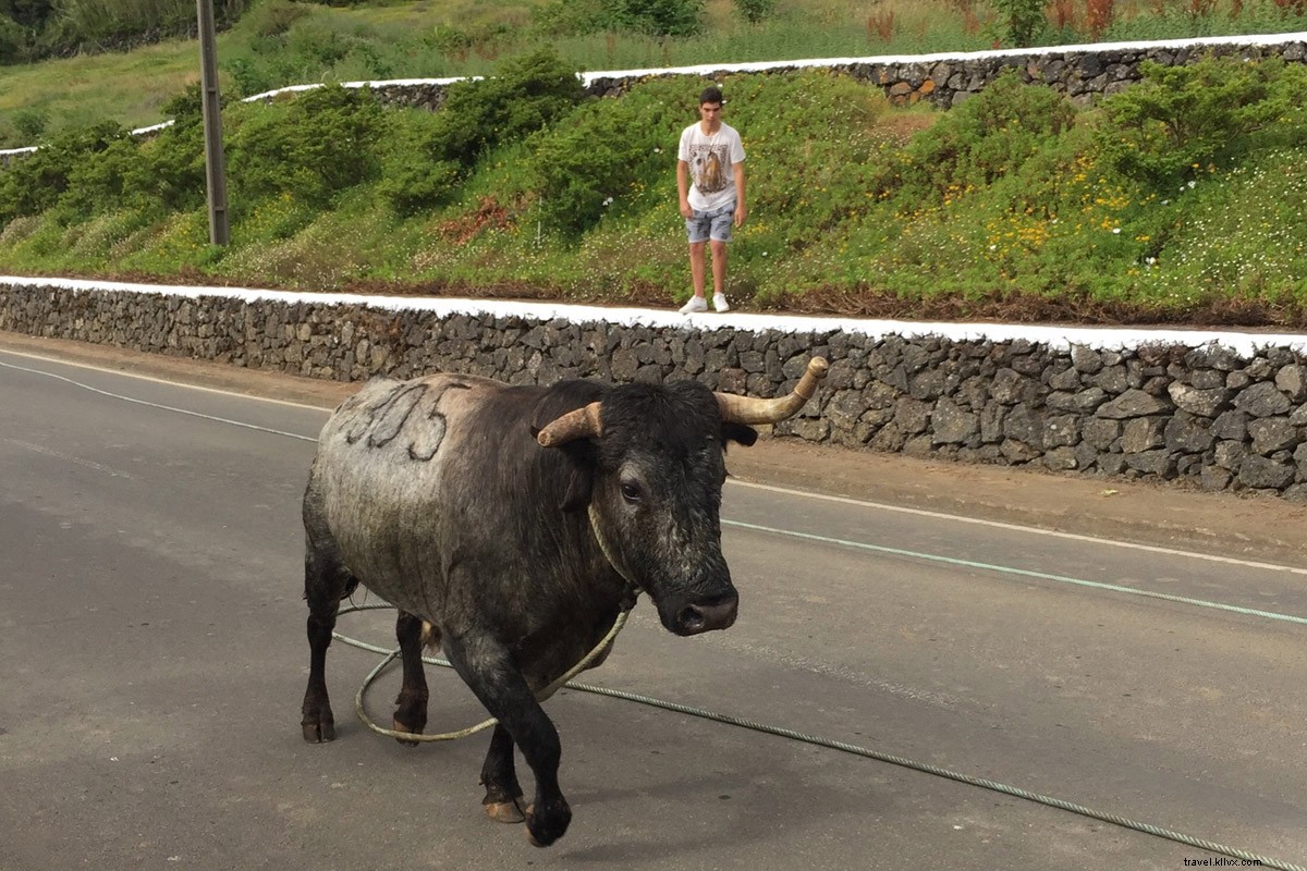 Des taureaux aux lapins : pourquoi vous allez adorer les Açores