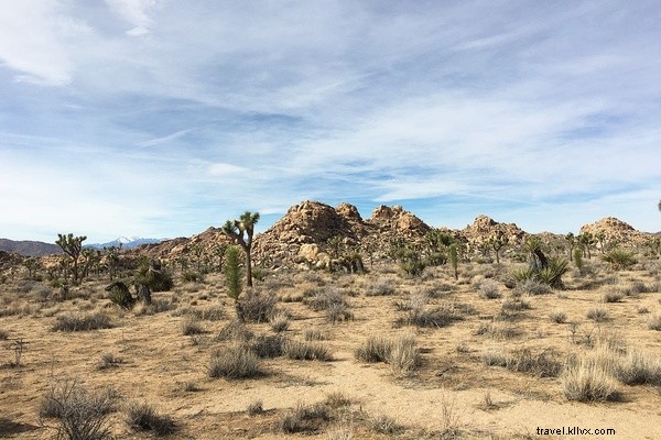 Fuir le froid : soleil et solitude à Joshua Tree