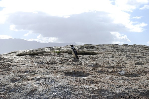 Arrivée au Cap
