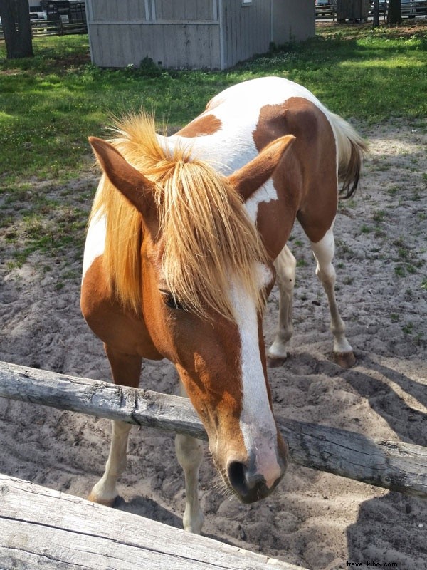 Les poneys sauvages ne vous empêcheront pas de visiter l île de Chincoteague