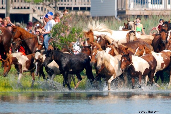 Les poneys sauvages ne vous empêcheront pas de visiter l île de Chincoteague