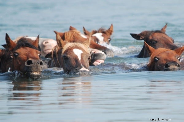 Les poneys sauvages ne vous empêcheront pas de visiter l île de Chincoteague