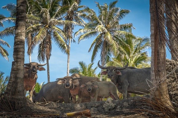 Nihiwatu, un petit coin de paradis en Indonésie