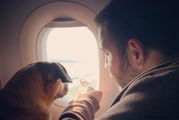 Combien coûte votre animal en bagage ? Guide rapide pour le transport de votre compagnon