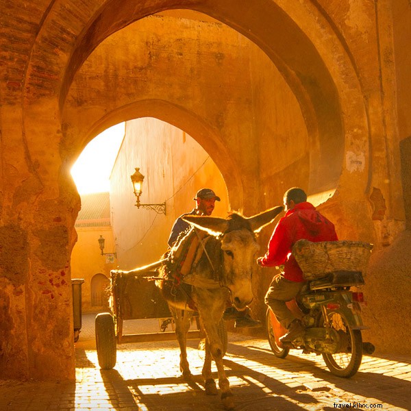 L Orangerie de Marrakech : un voyage orange