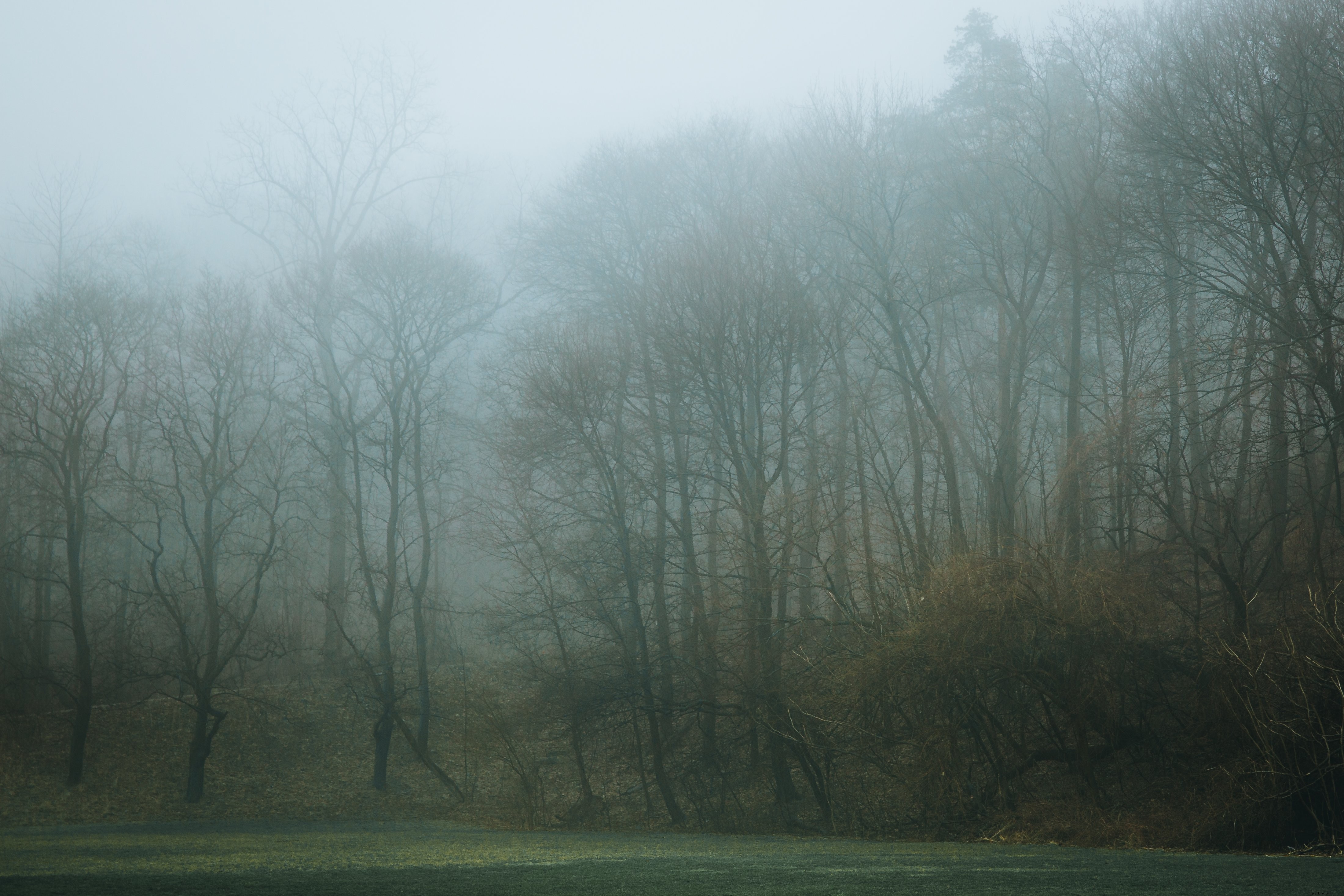Une bordure forestière brumeuse encadre une photo de terrain de football