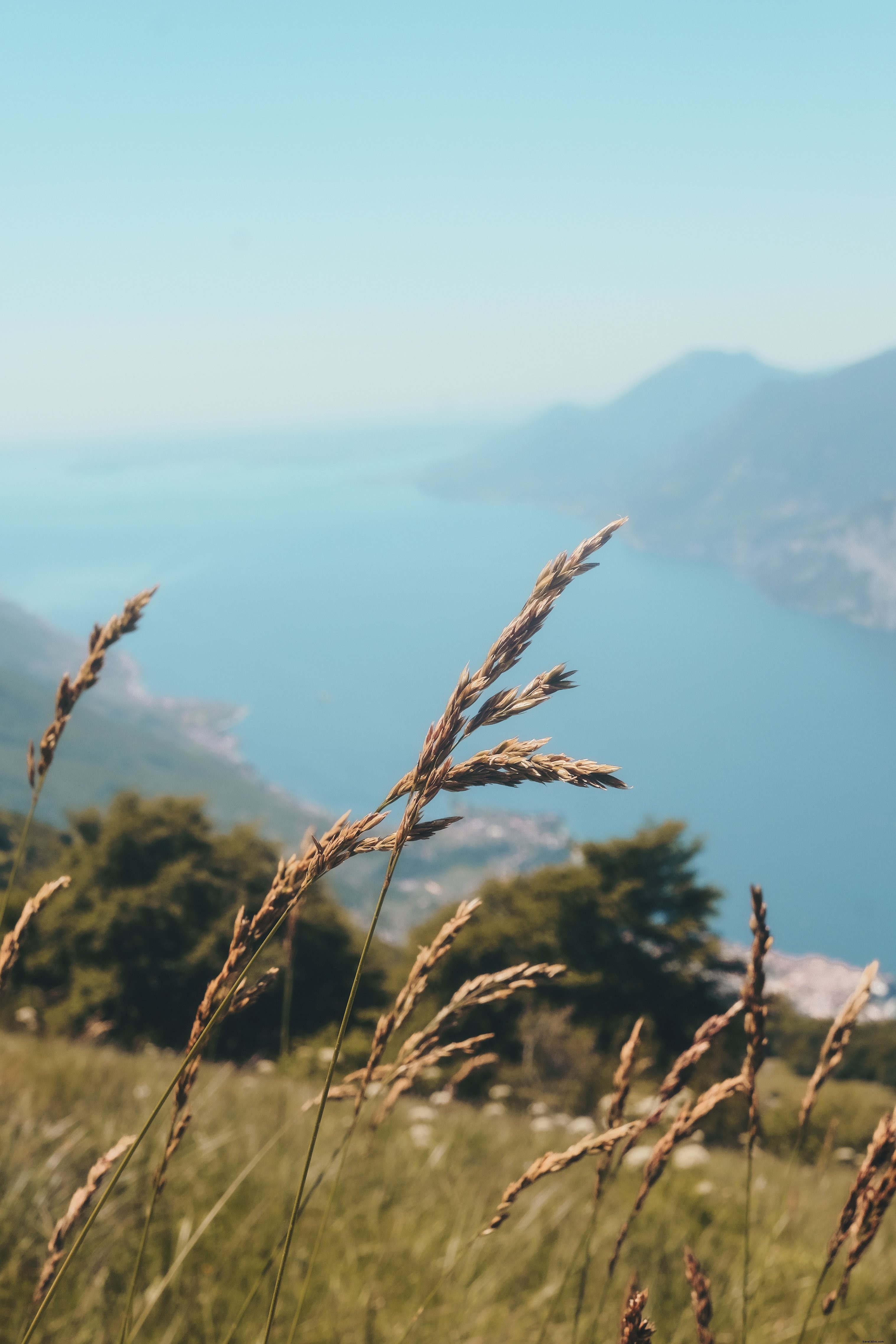 Photo : la haute herbe sauvage ondulant dans le vent