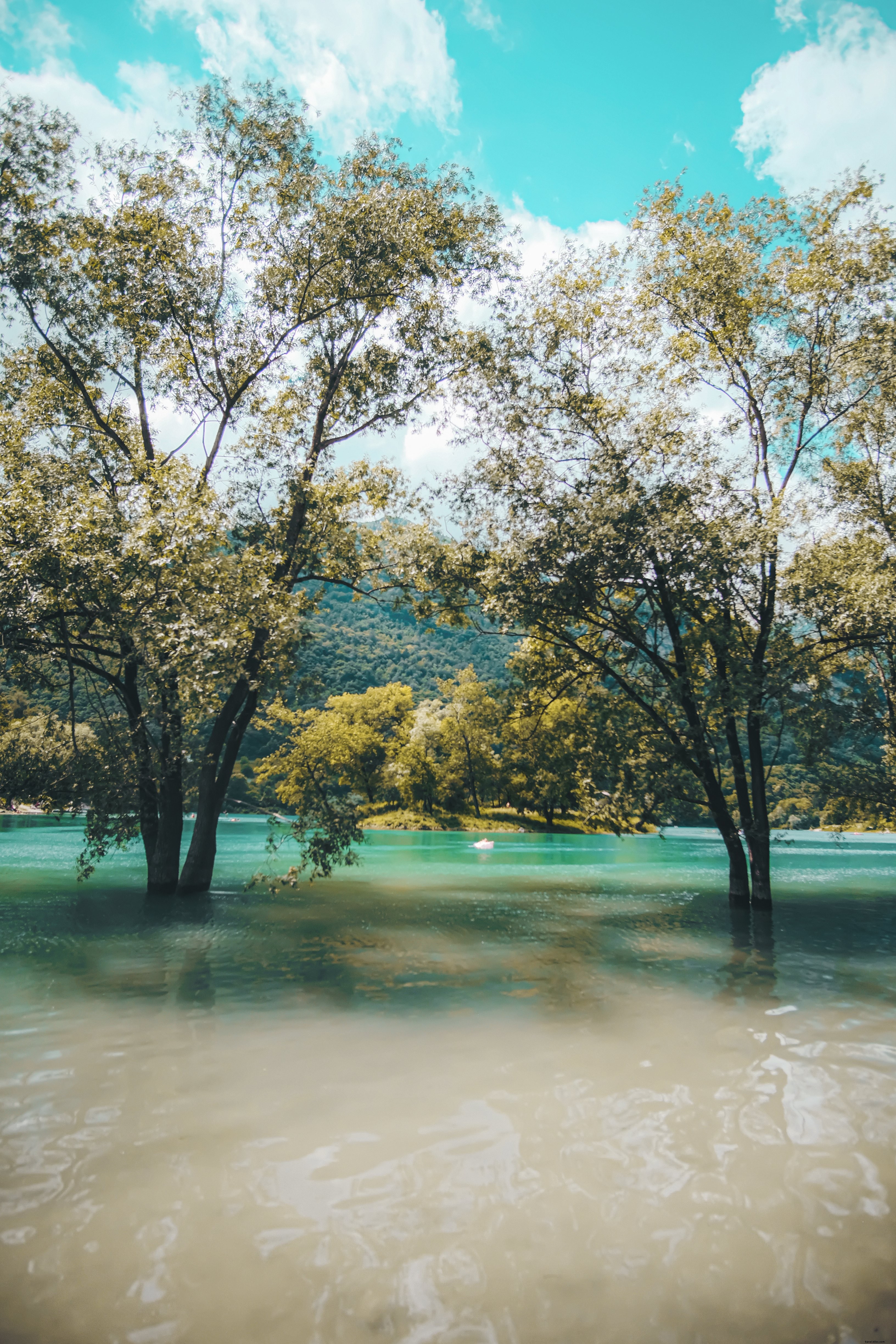 Deux arbres immergés dans l eau d un lac