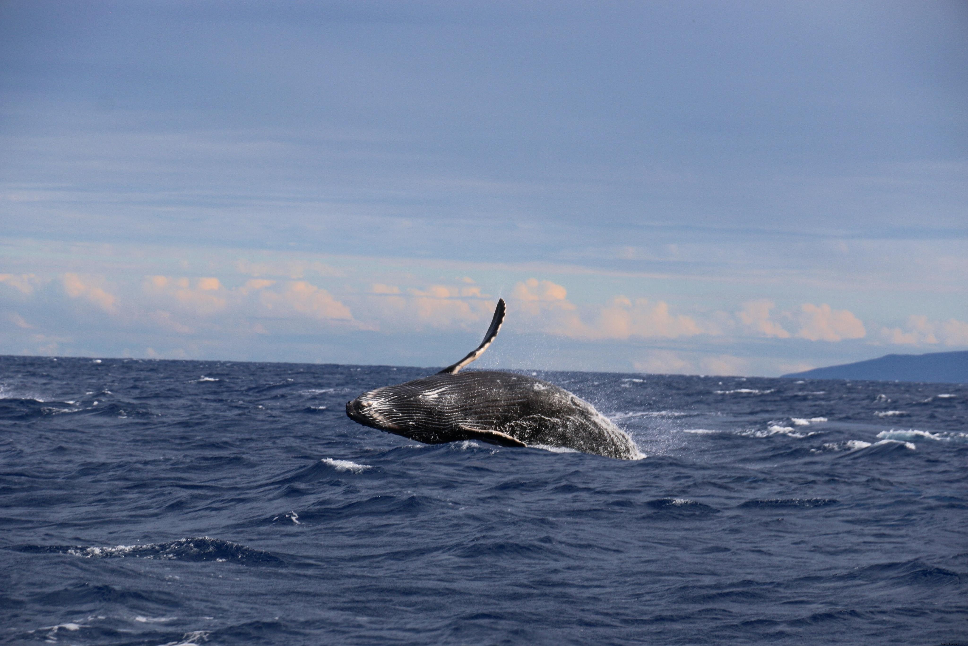 Photo d’une baleine bleue sautant hors de l’océan
