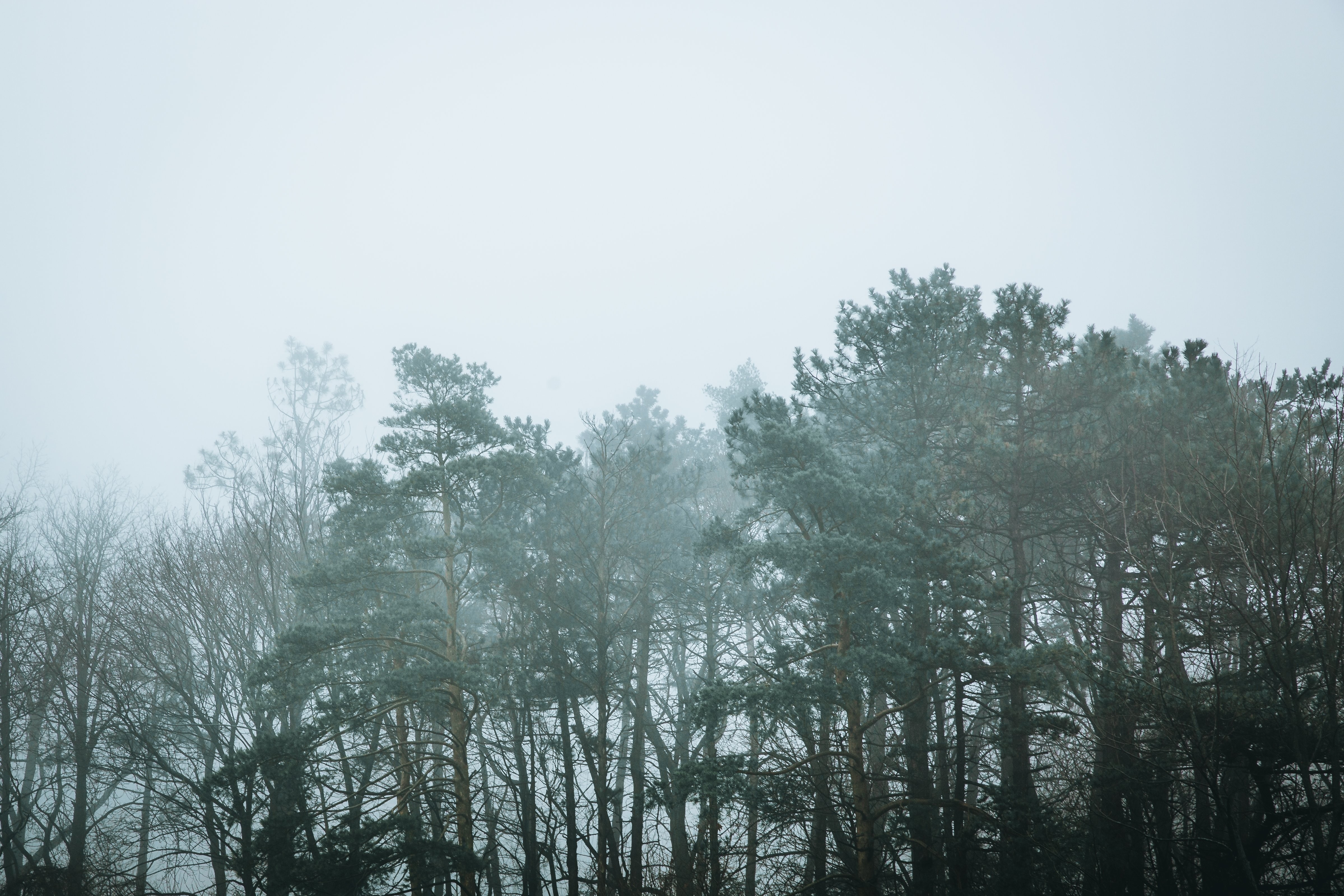 Cimes d arbres mystérieux dans une forêt brumeuse