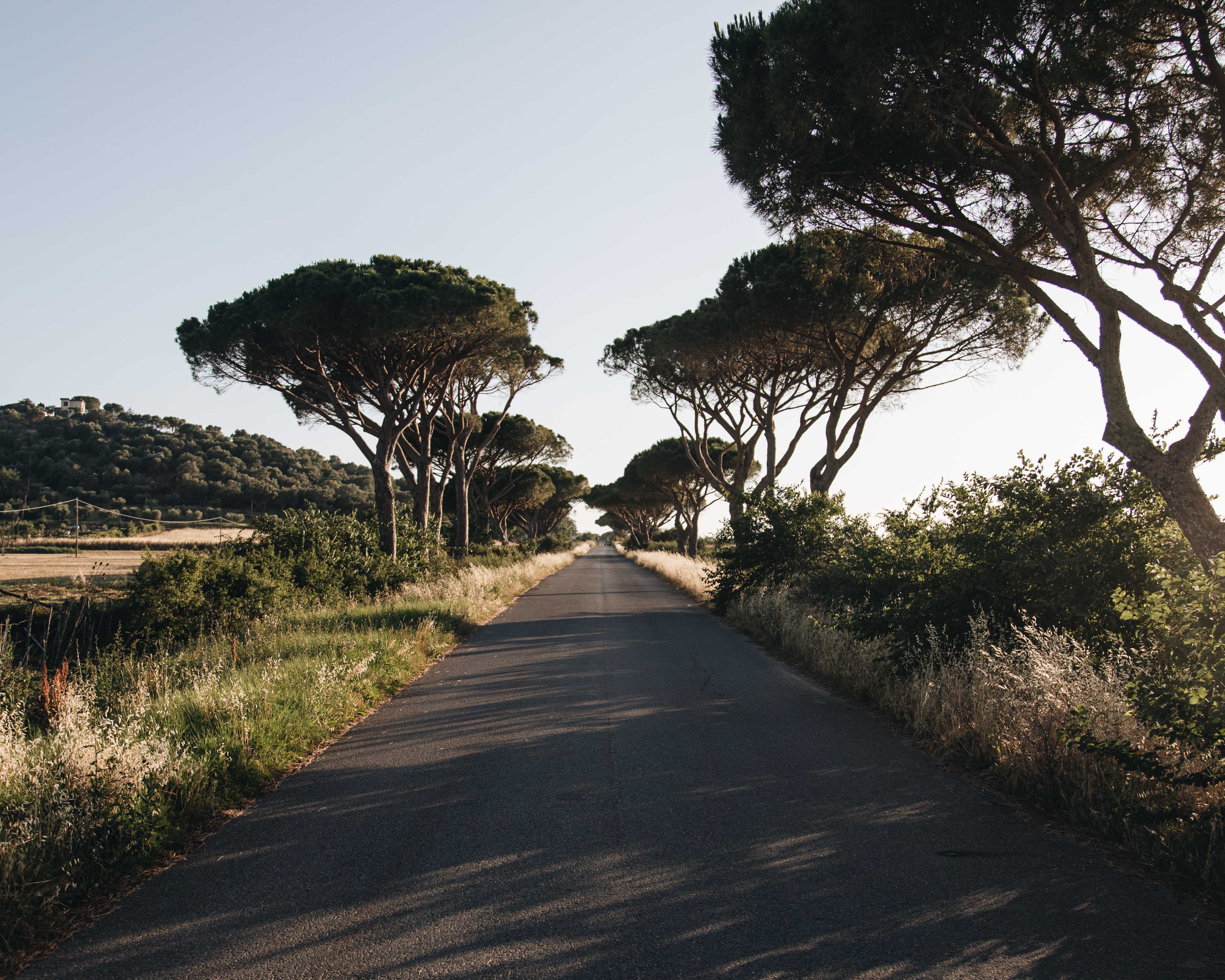 Photo d une route bordée d arbres