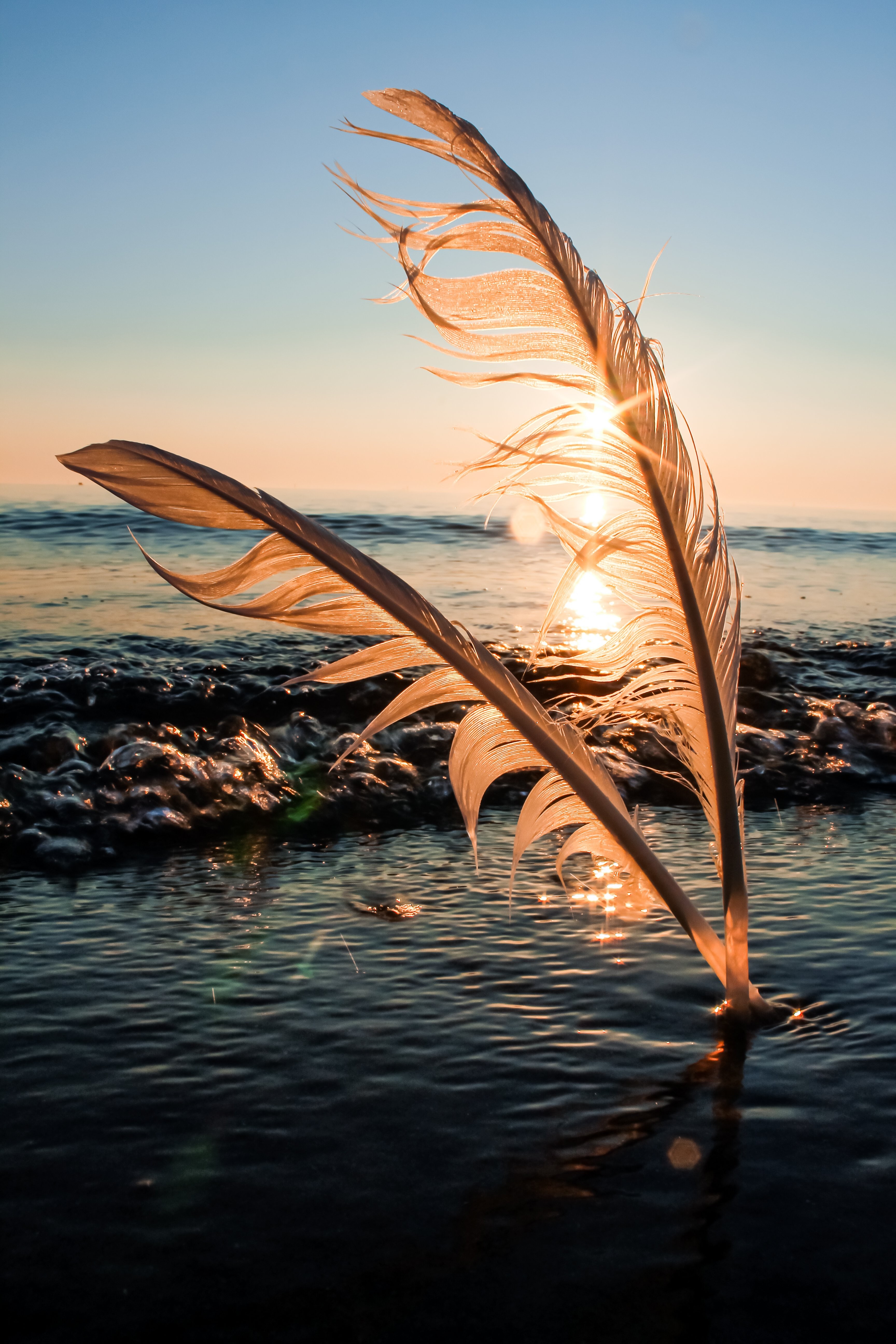 Le lever du soleil derrière deux plumes sur le sable