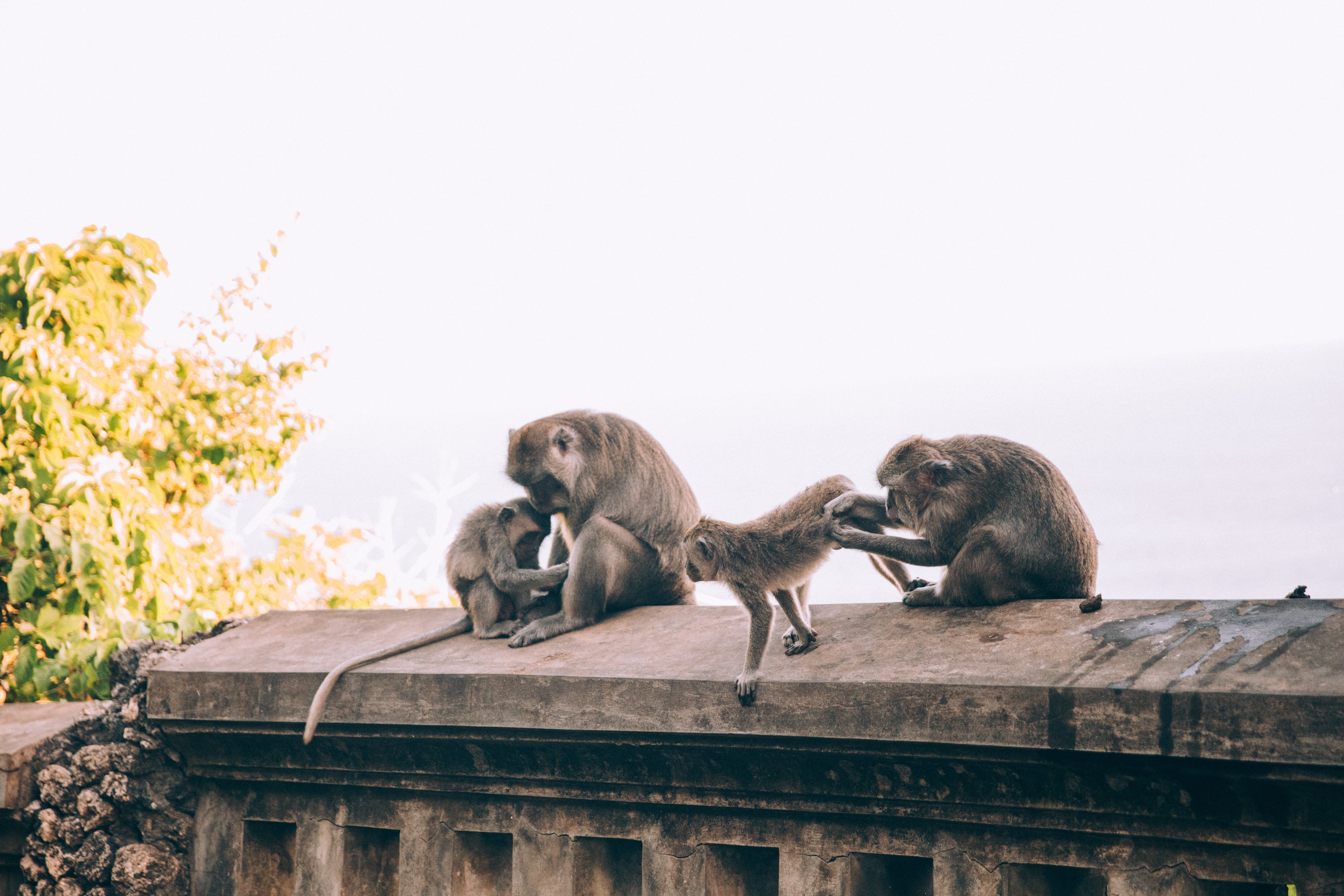 Une famille de singes en pleine séance photo de soins de beauté