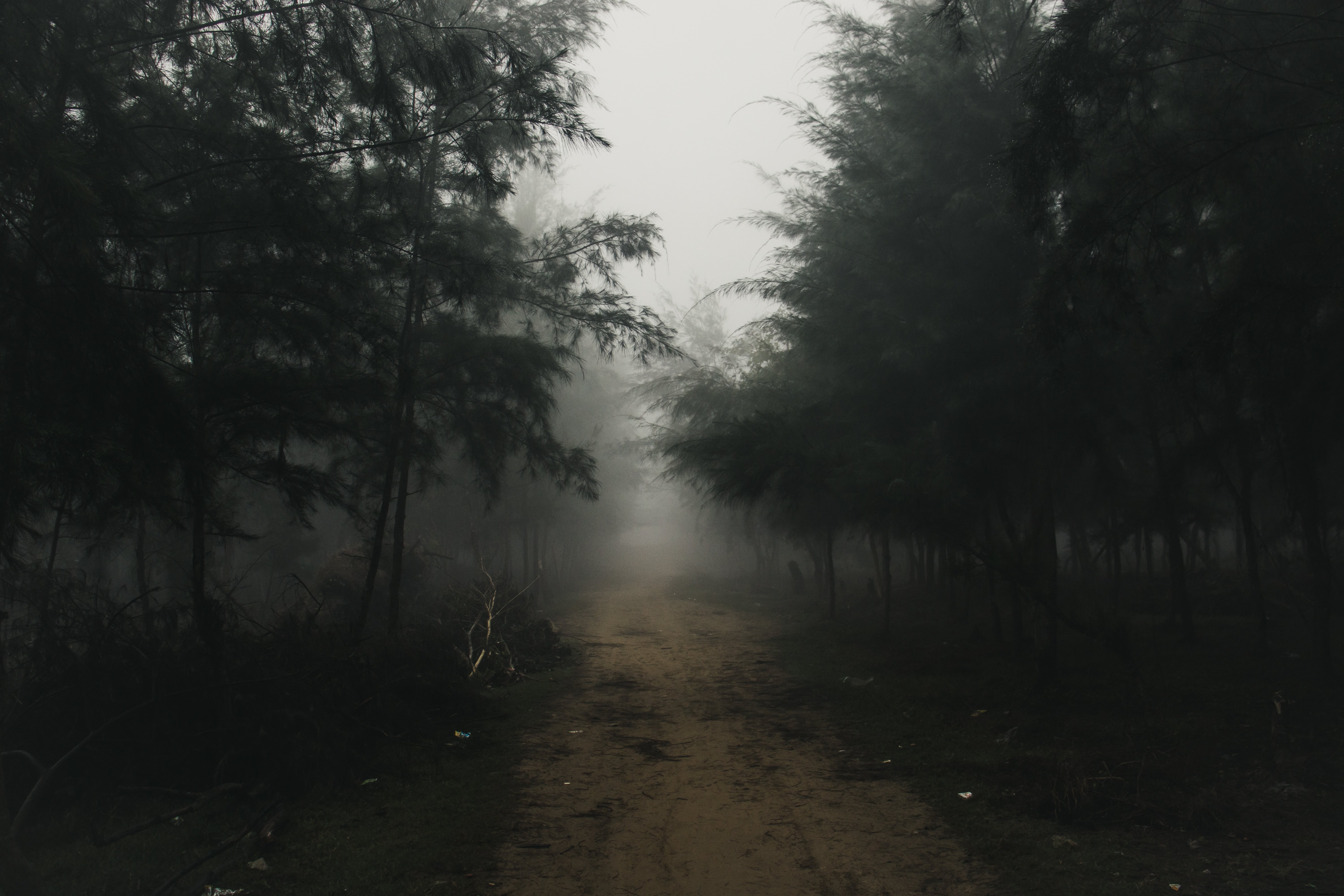 Sentier de terre bordé d alignement d arbres sous un épais brouillard