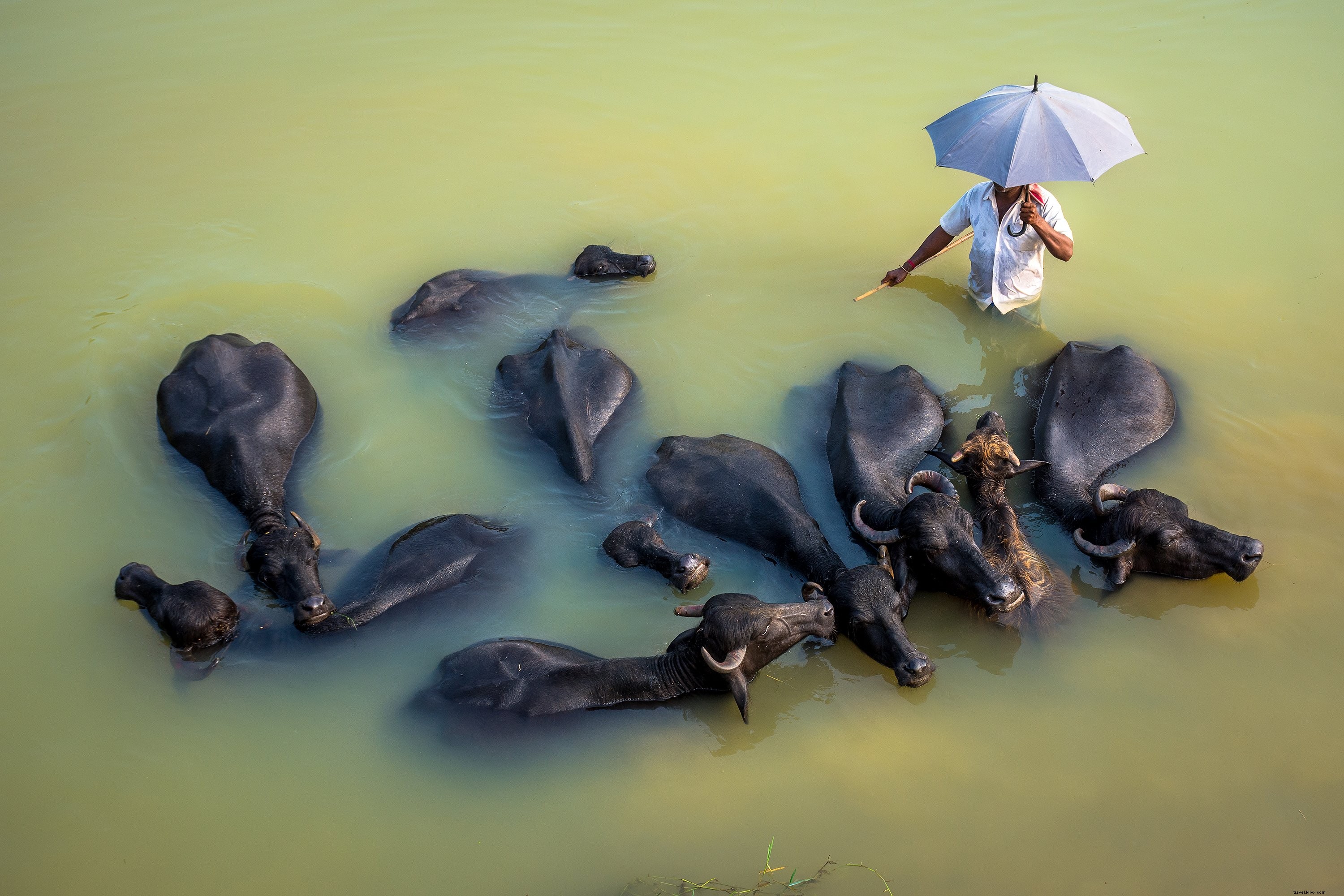 Une personne sous un parapluie entourée d animaux