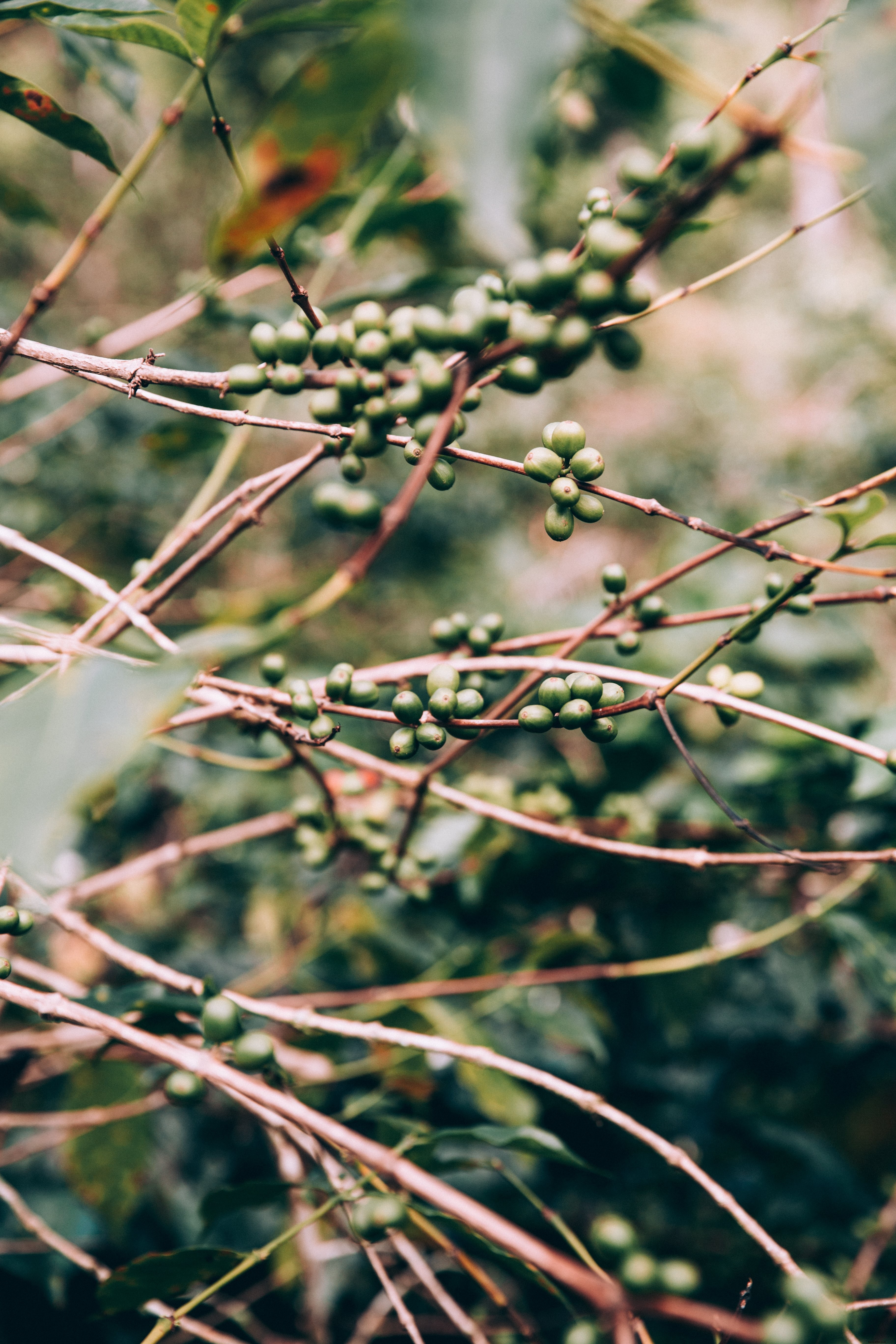 Branches rouges torsadées, chargées de grappes de fruits verts – Photo