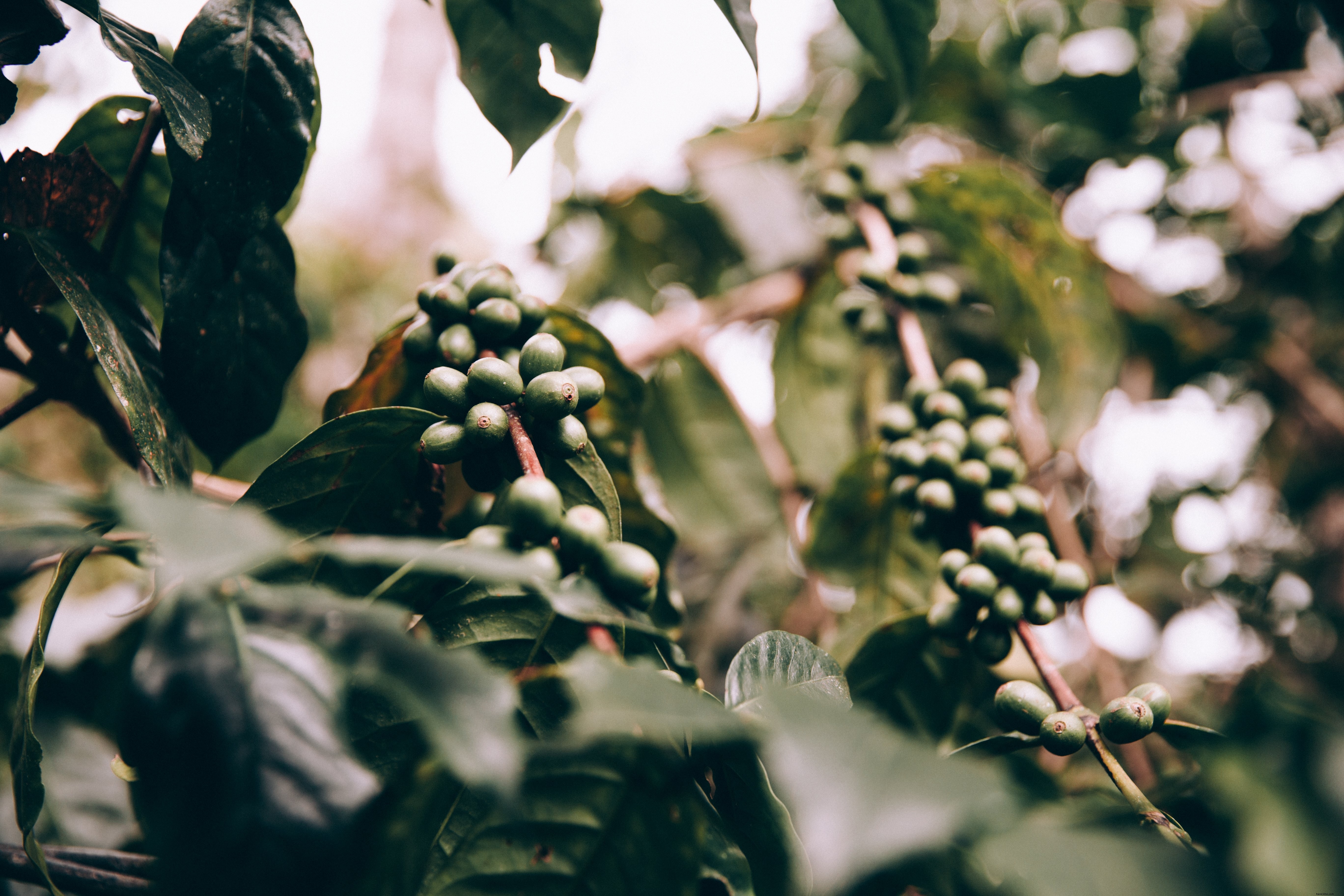 Grappes de fruits verts fermes au cœur d’une jungle luxuriante