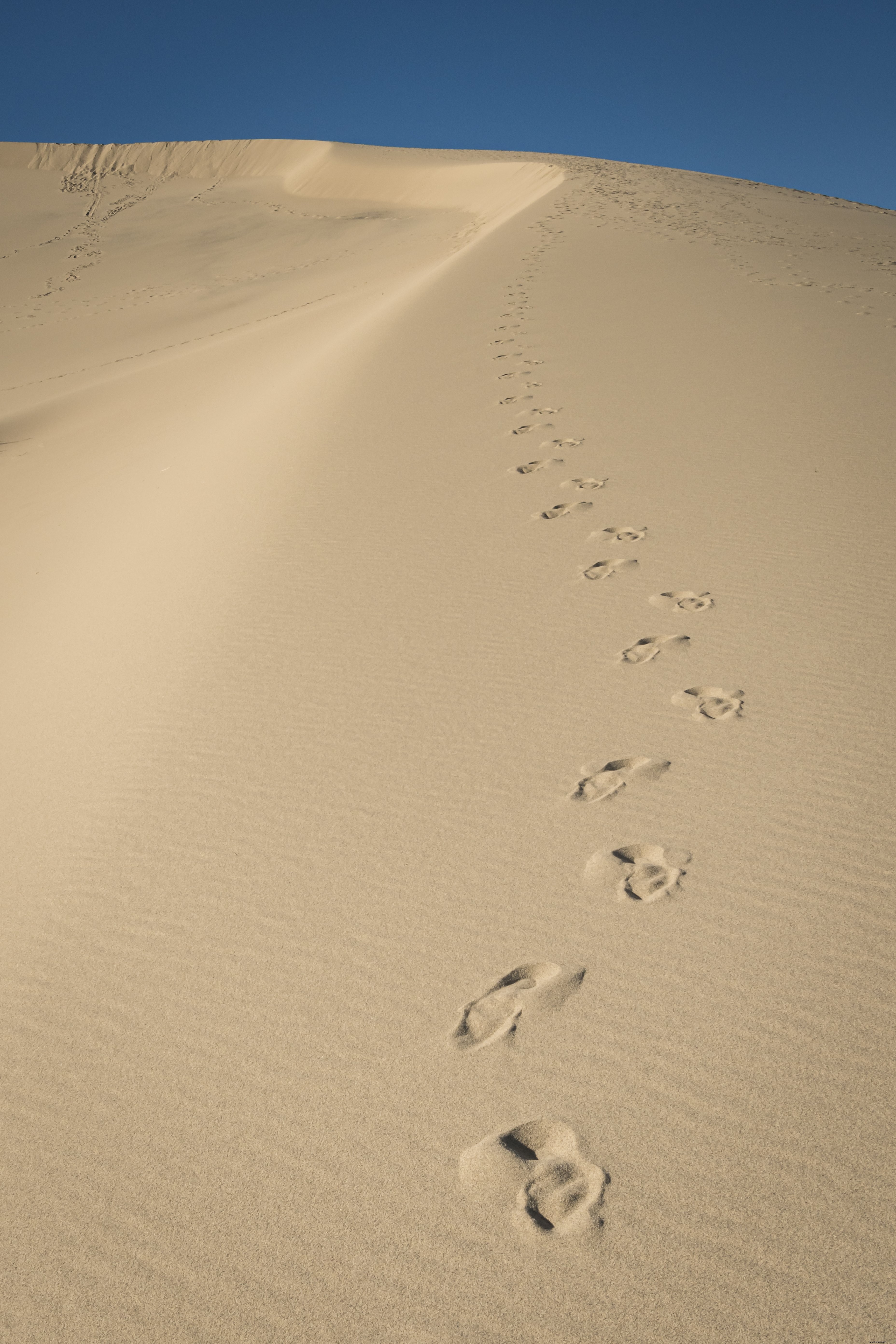 Traces abandonnées le long d une dune