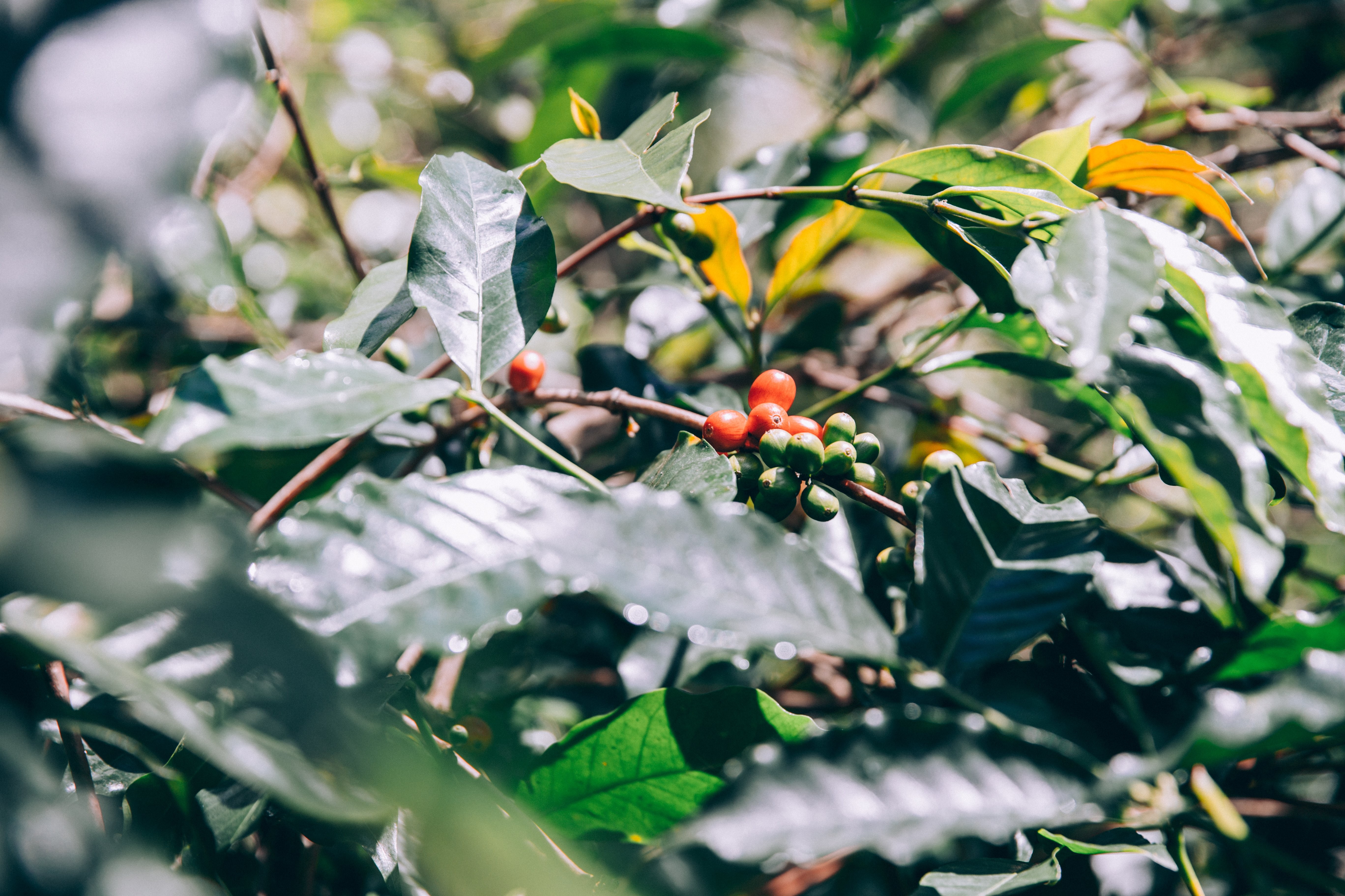 Feuilles et branches d arbres verts luxuriants, avec photo de fruits