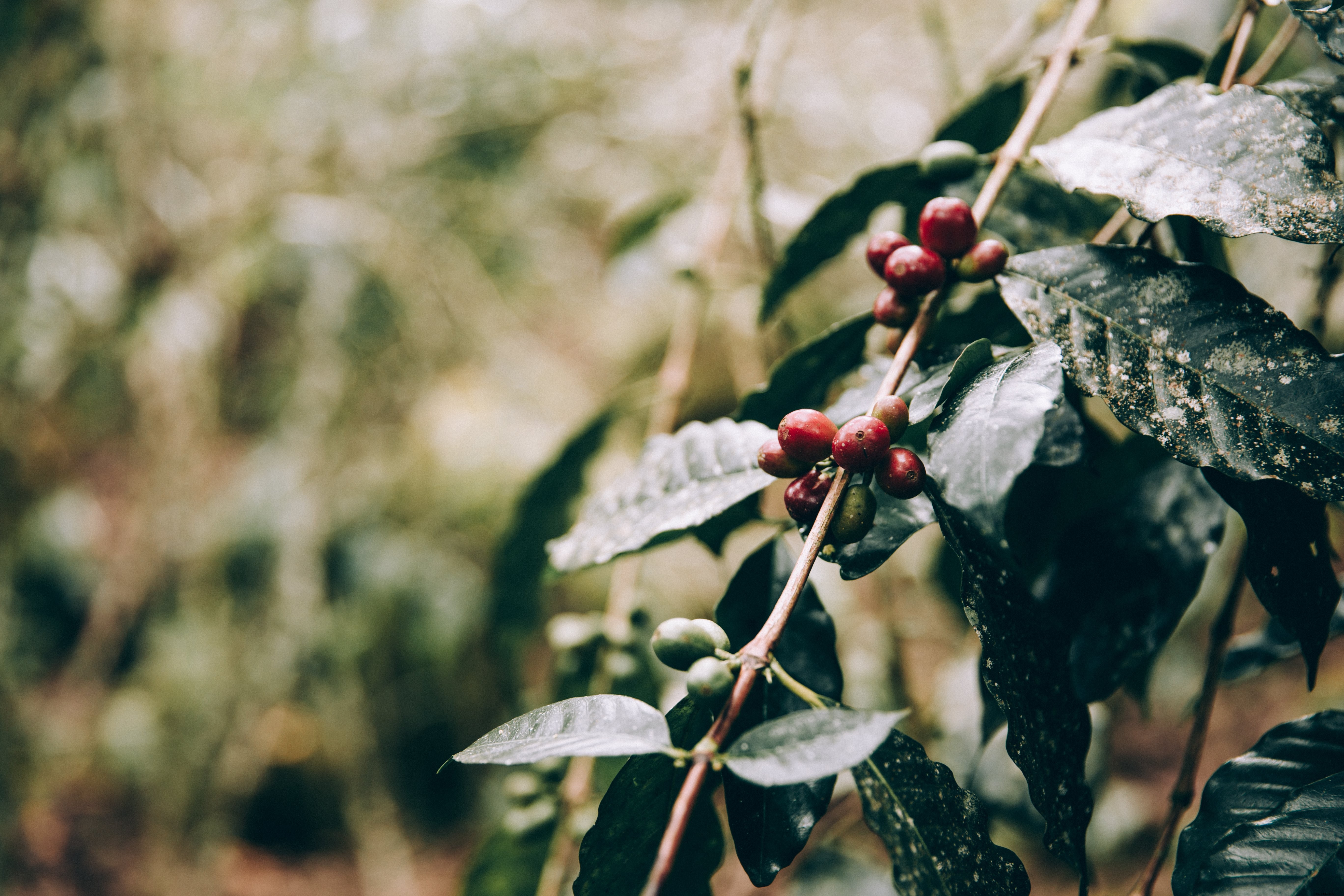 Photo : des fruits cramoisis suspendus aux branches de la jungle
