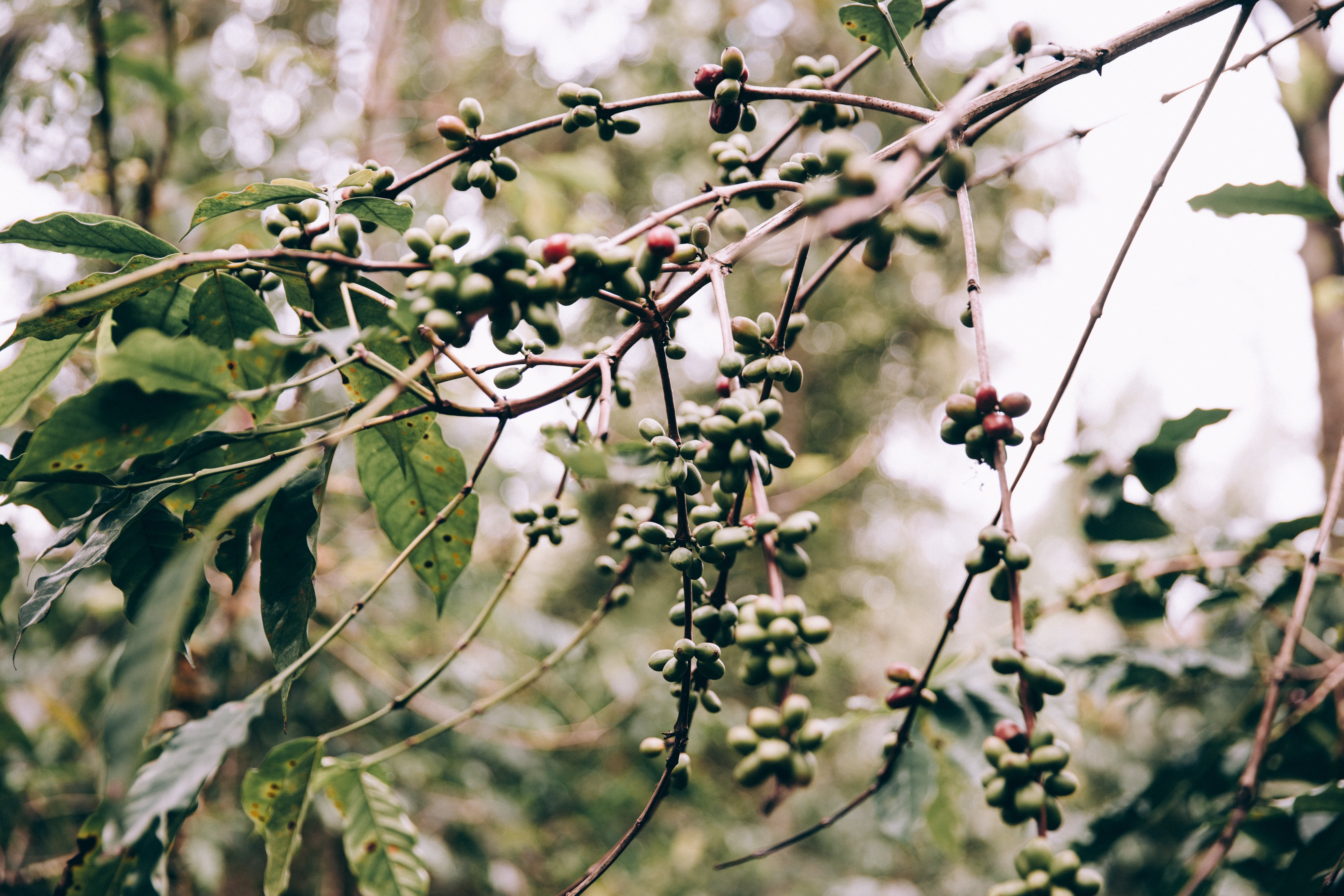 Photo de fruits suspendus aux branches tropicales