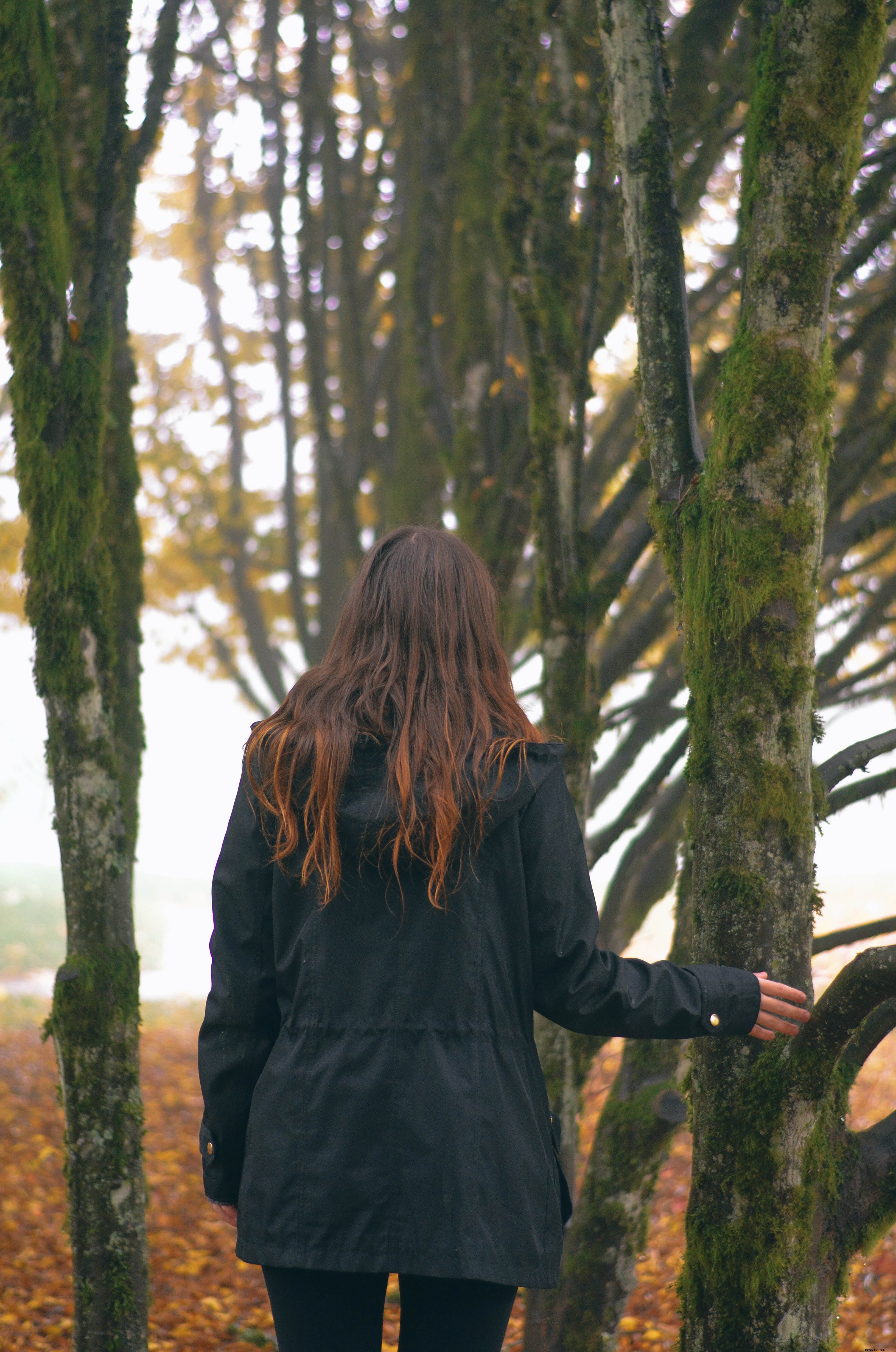 Personne ne regarde la photo d arbres recouverts de mousse