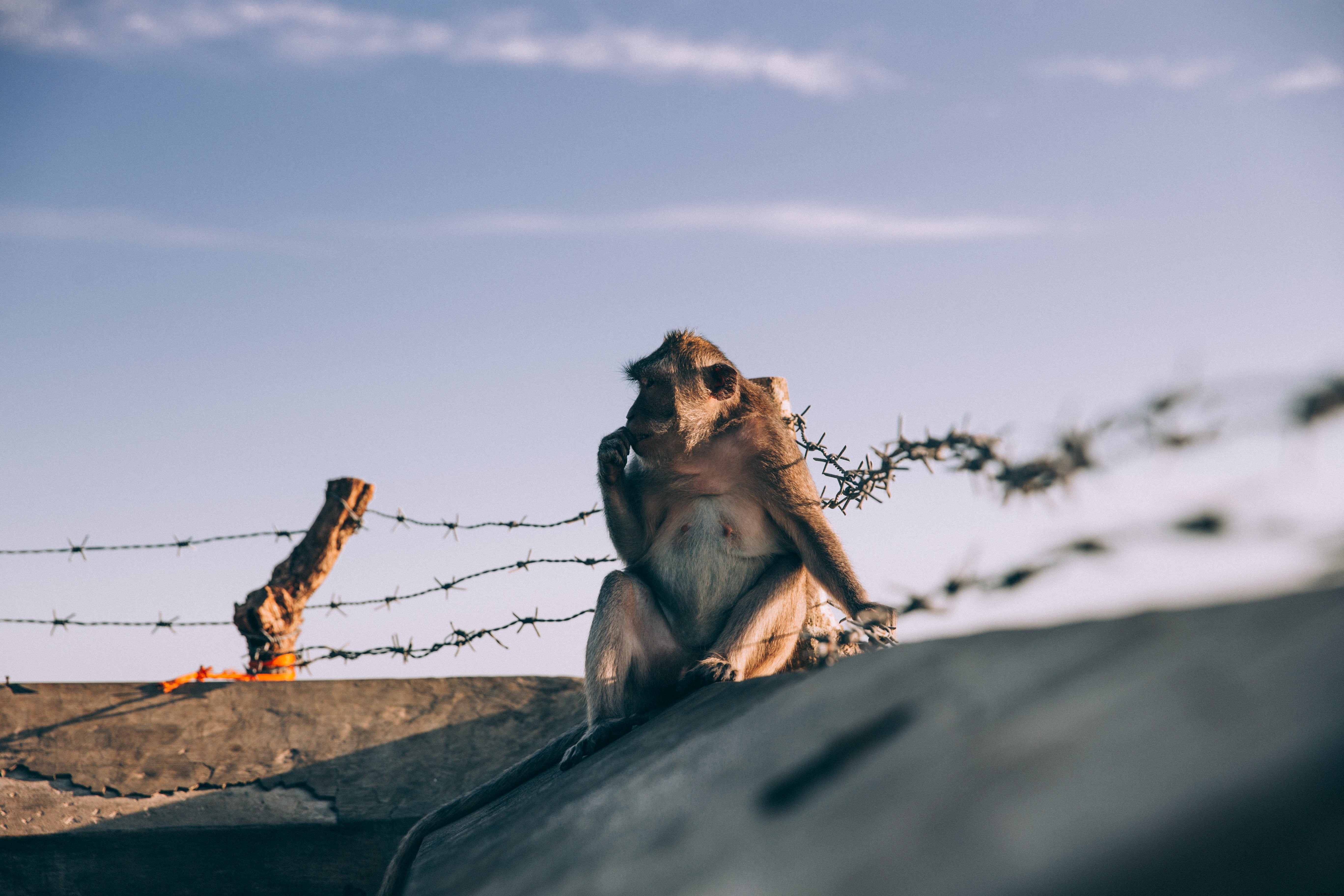 Photo d un singe assis sur un mur bordé de fil barbelé