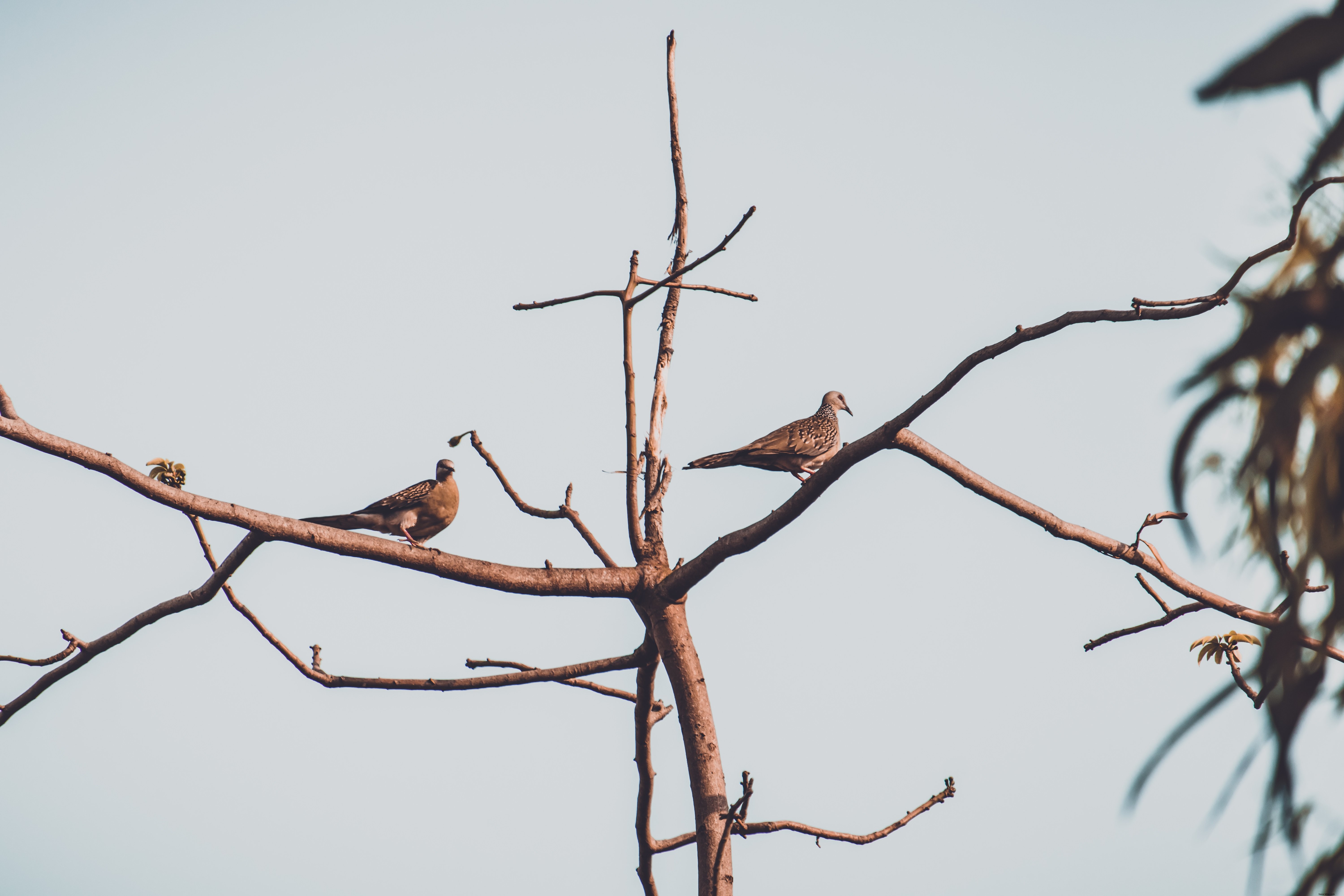 Photo de deux oiseaux perchés sur une branche