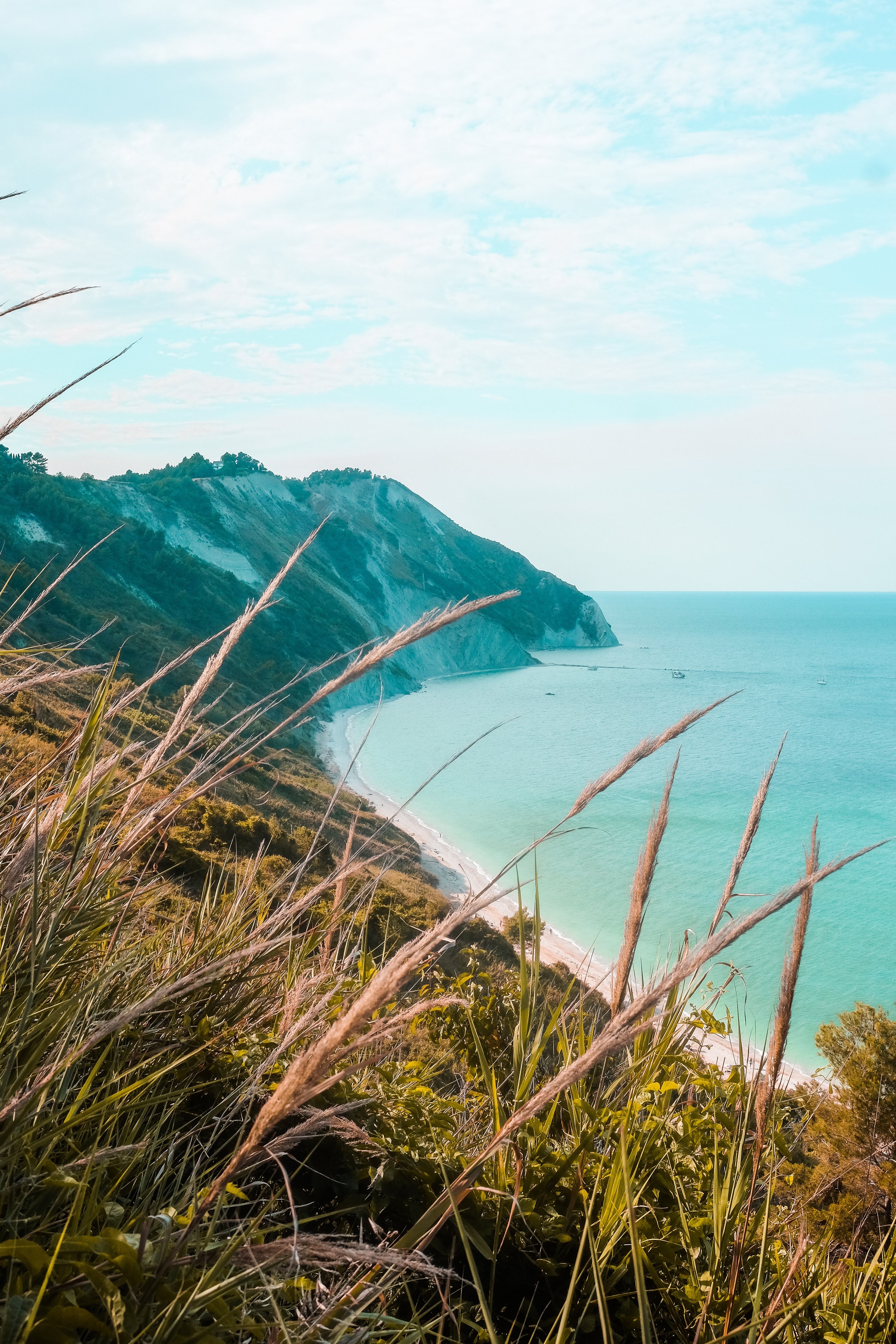 Feuillage sauvage sur la colline surplombant le littoral