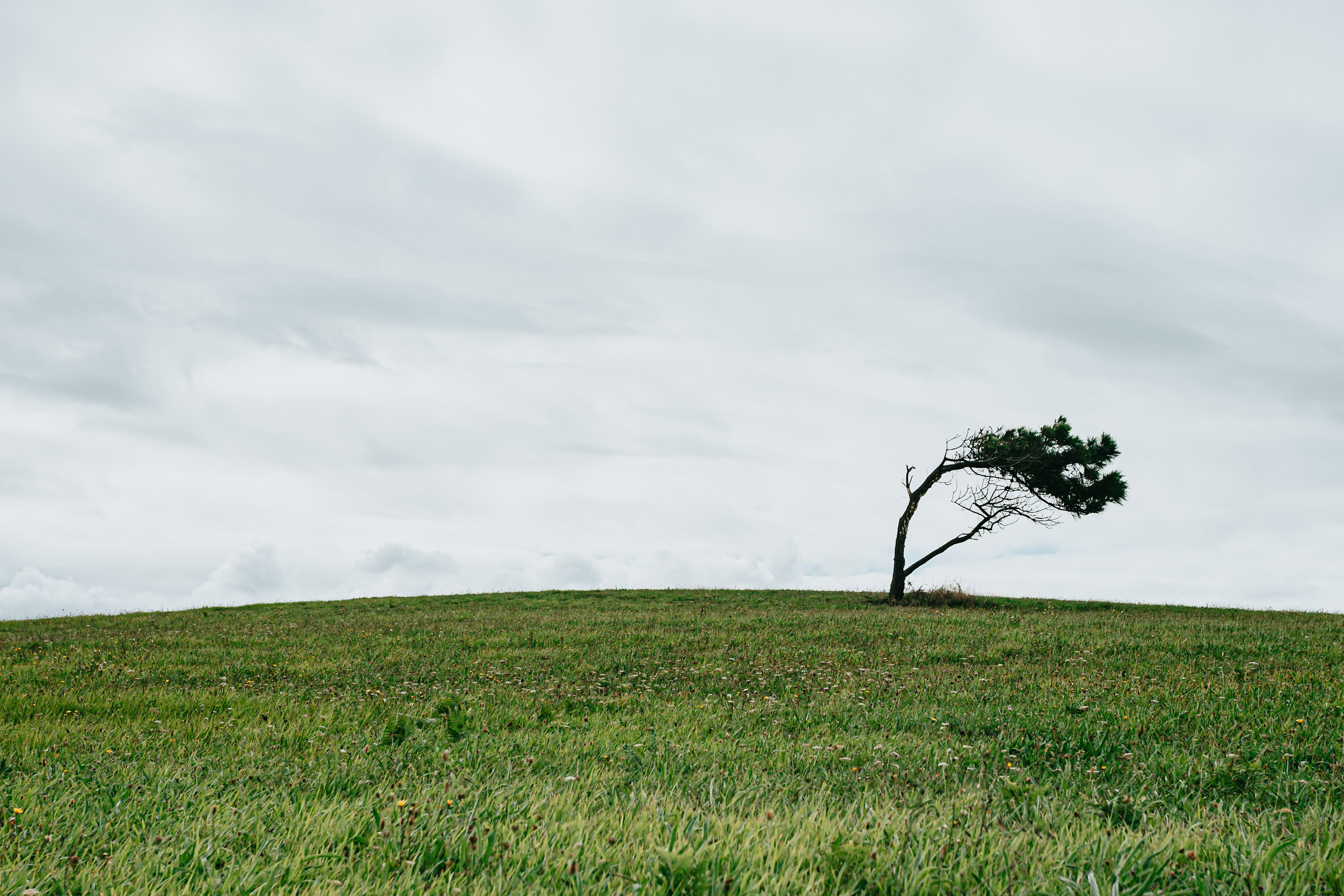 Arbre isolé sur un champ d herbe verte