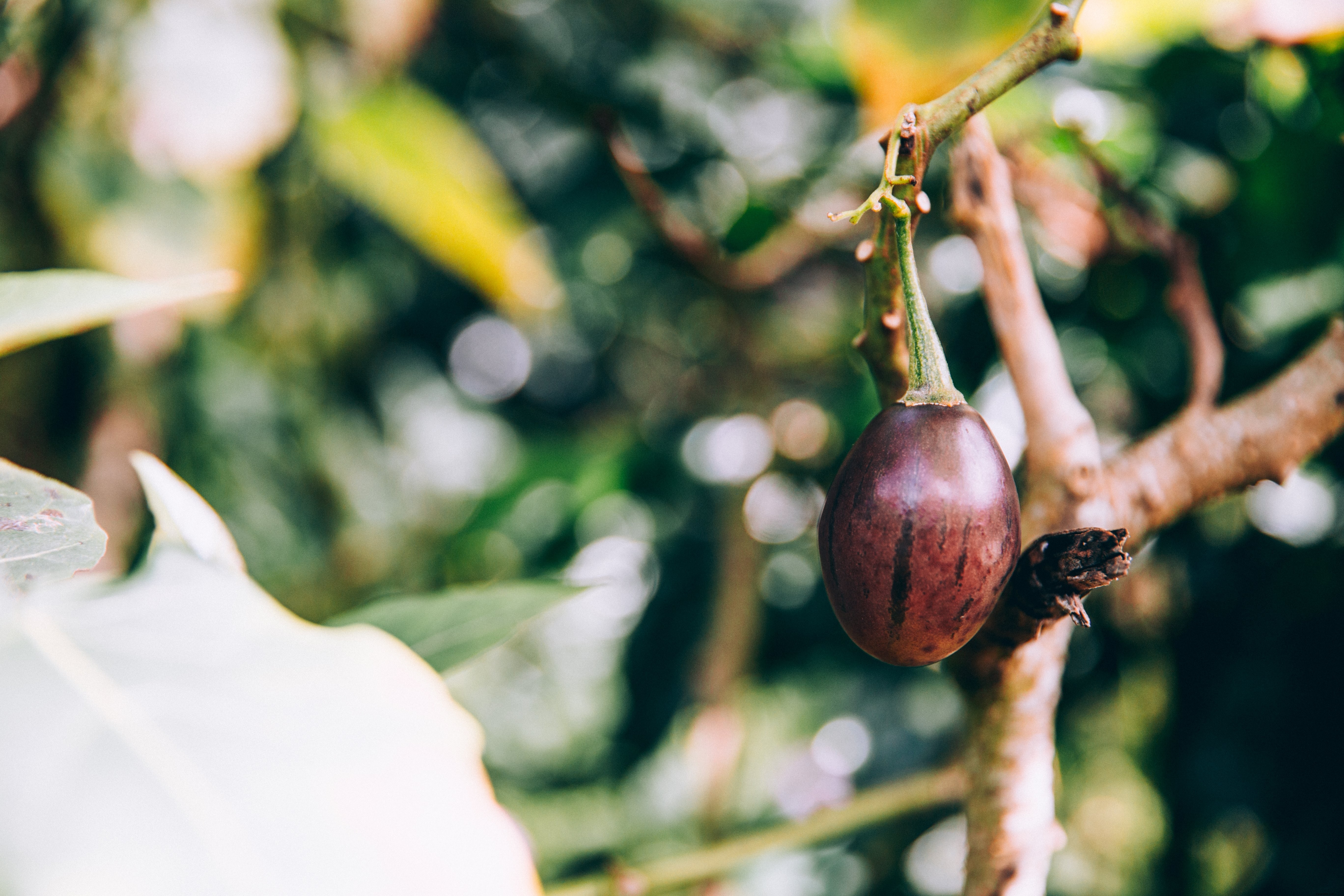 Un unique fruit suspendu à une branche d arbre tropical