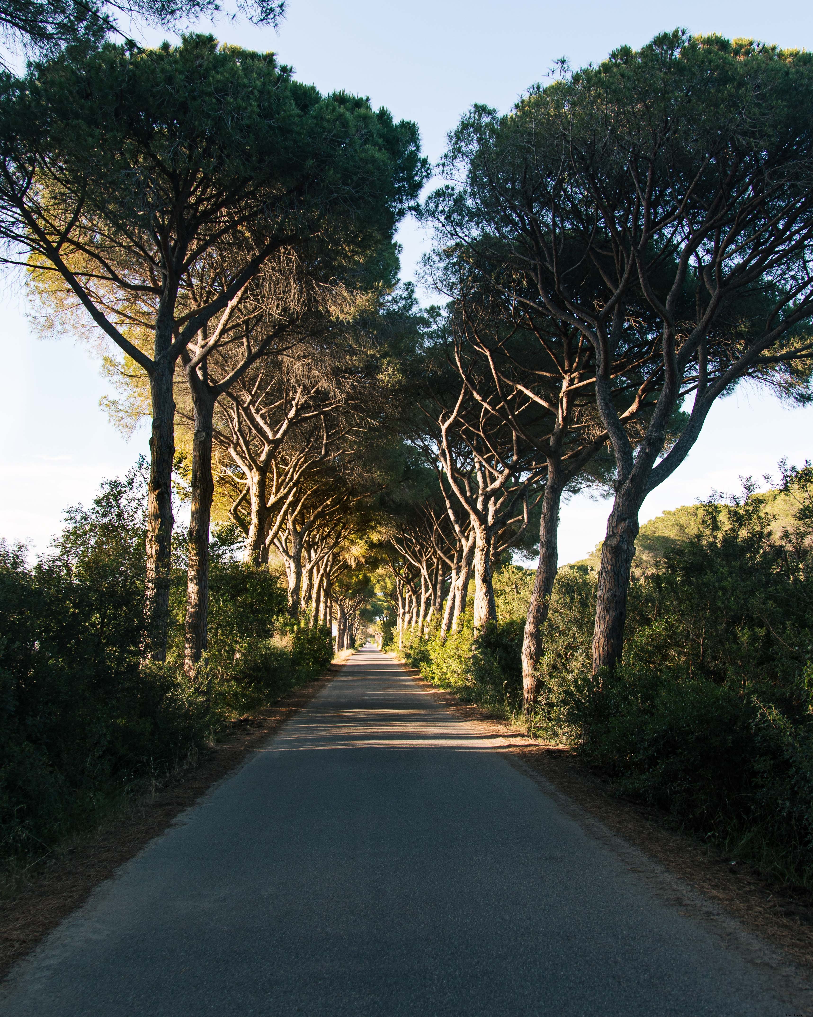 Des arbres bordent une longue route