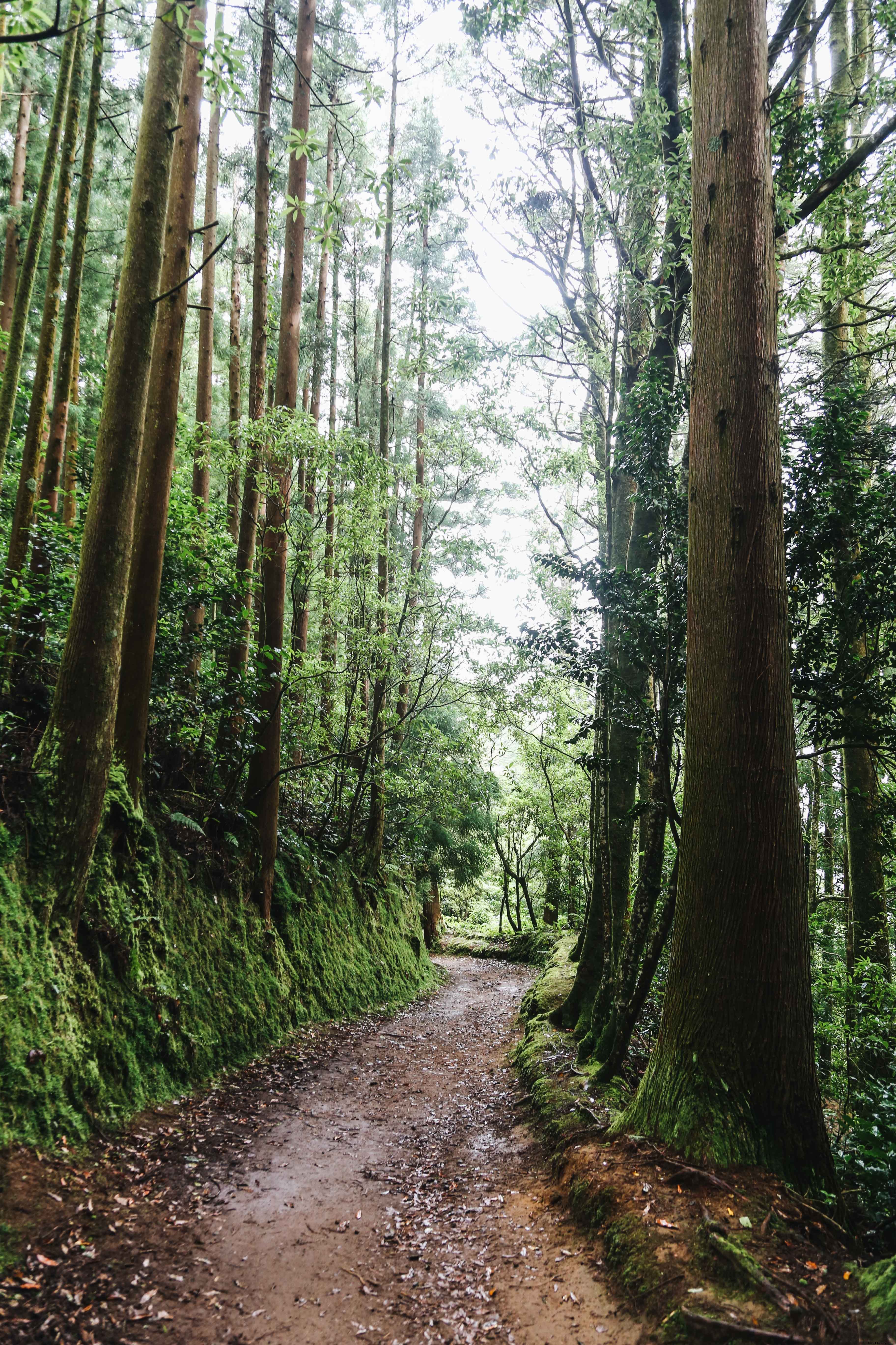 Balade dans une forêt déserte entourée d arbres